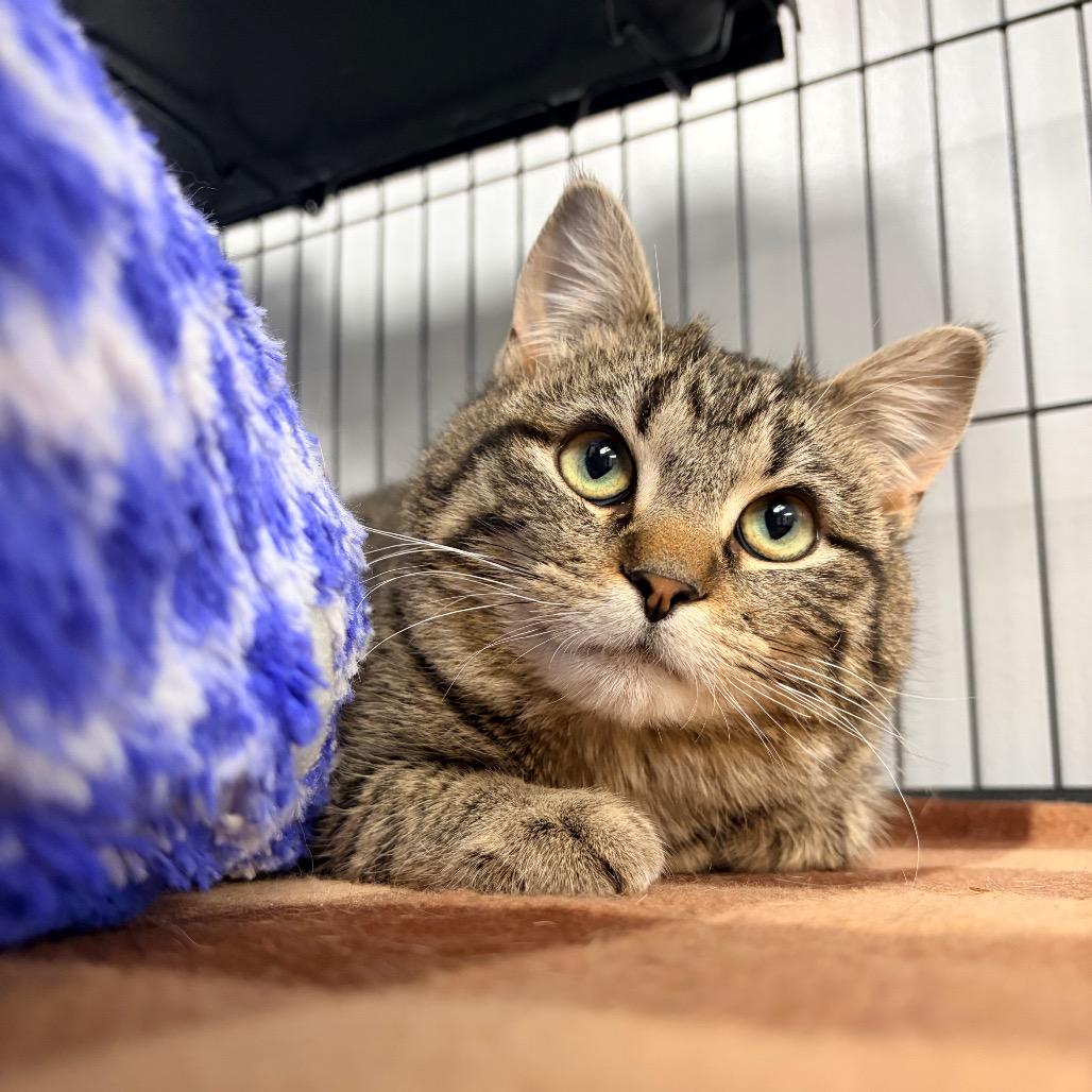 Bok Choy, a Adoptable Domestic Short Hair in Watertown, NY image 2/3