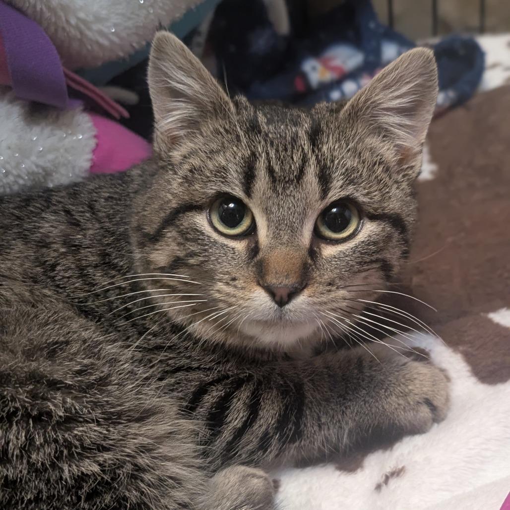 Bok Choy, a Adoptable Domestic Short Hair in Watertown, NY image 3/3