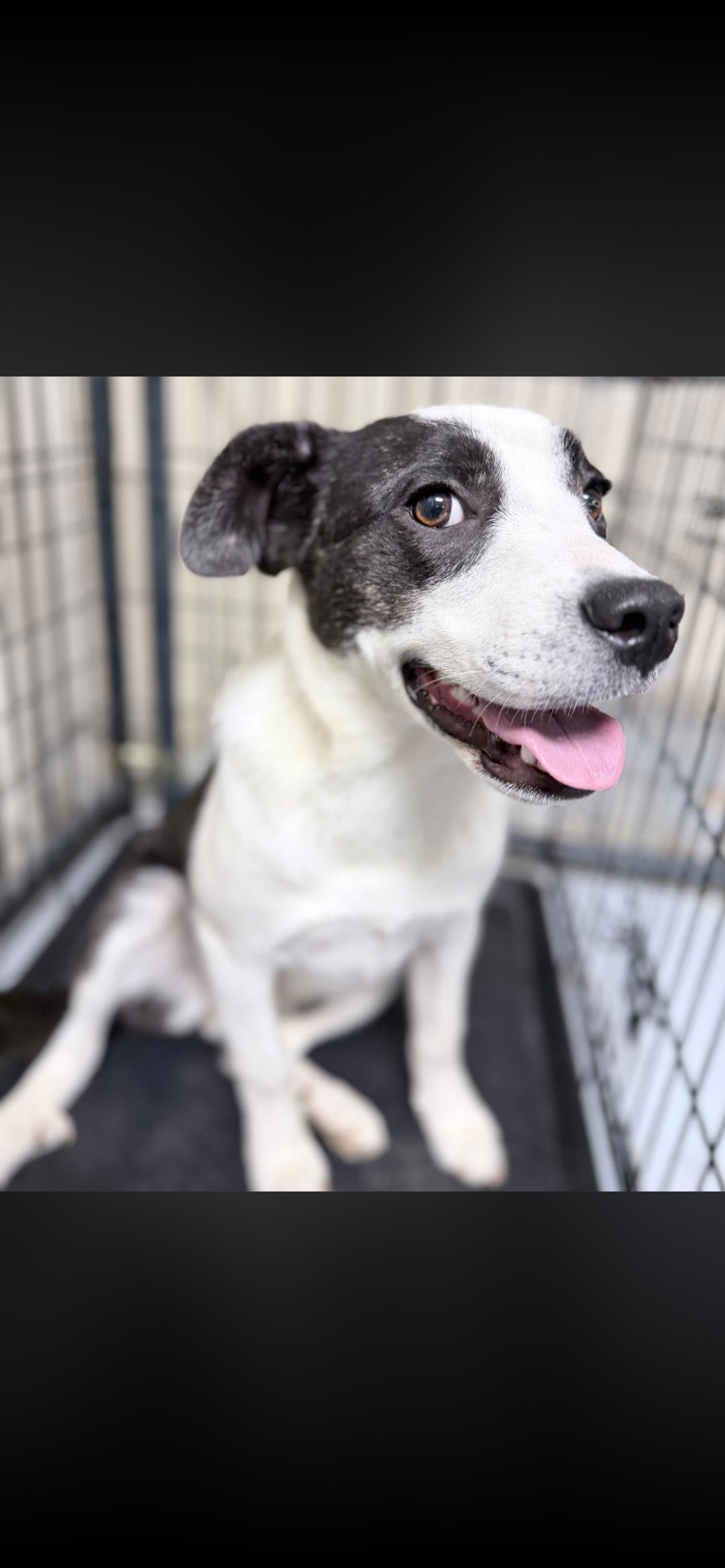 Enlarge Olive, a Adoptable Terrier in Horseshoe Bend, AR image 3/3