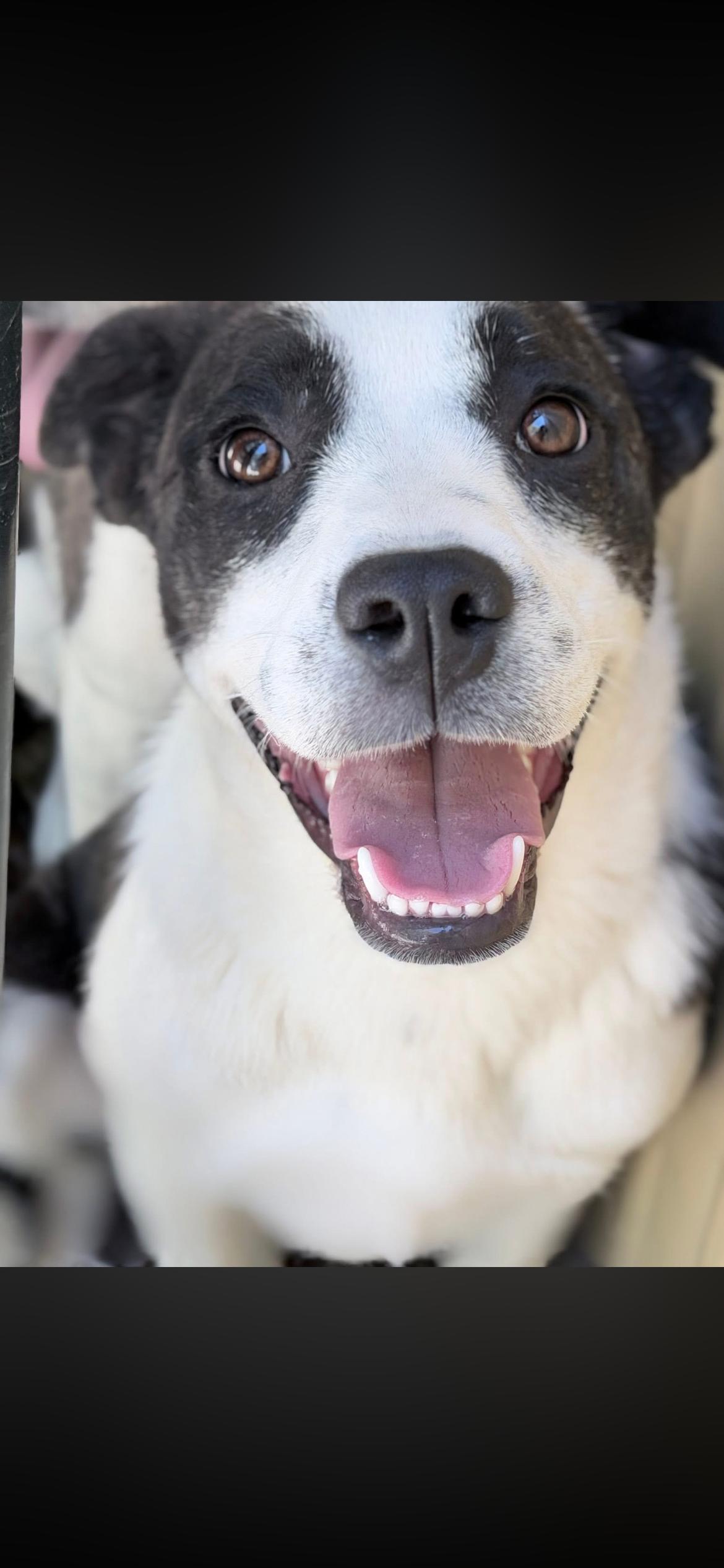 Enlarge Olive, a Adoptable Terrier in Horseshoe Bend, AR image 1/3