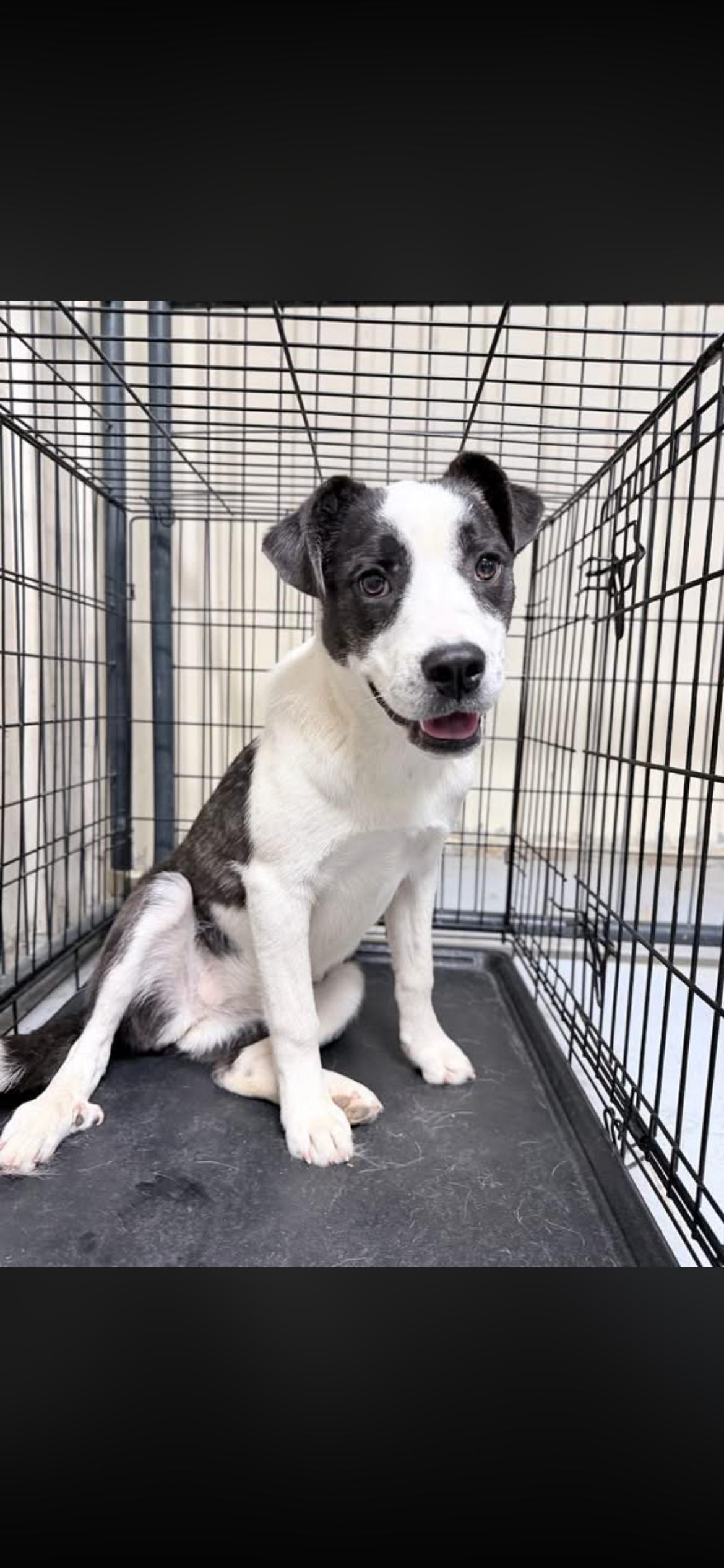 Enlarge Olive, a Adoptable Terrier in Horseshoe Bend, AR image 2/3