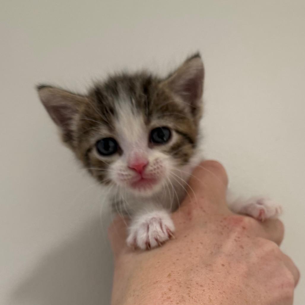 Enlarge Daisy, a Adoptable Domestic Short Hair in Sand Springs, OK image 1/1
