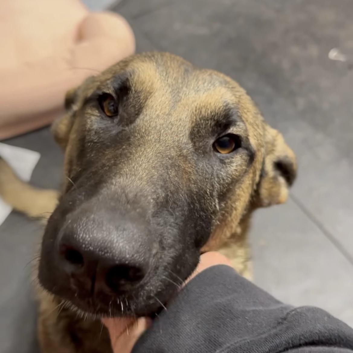 Enlarge Aja, an adopted mixed breed in Huntington Beach, CA image 3/6