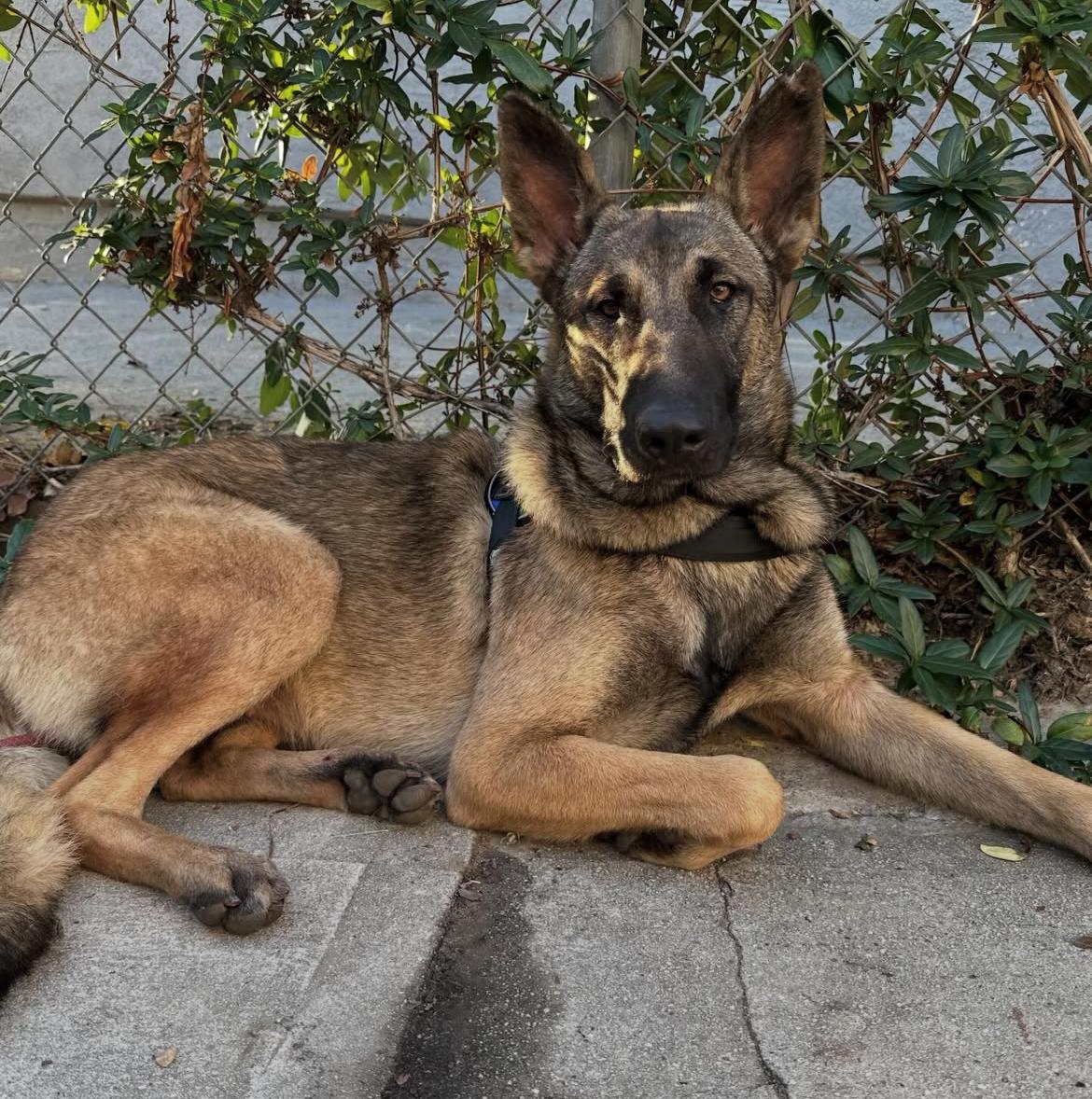 Enlarge Aja, an adopted mixed breed in Huntington Beach, CA image 5/6