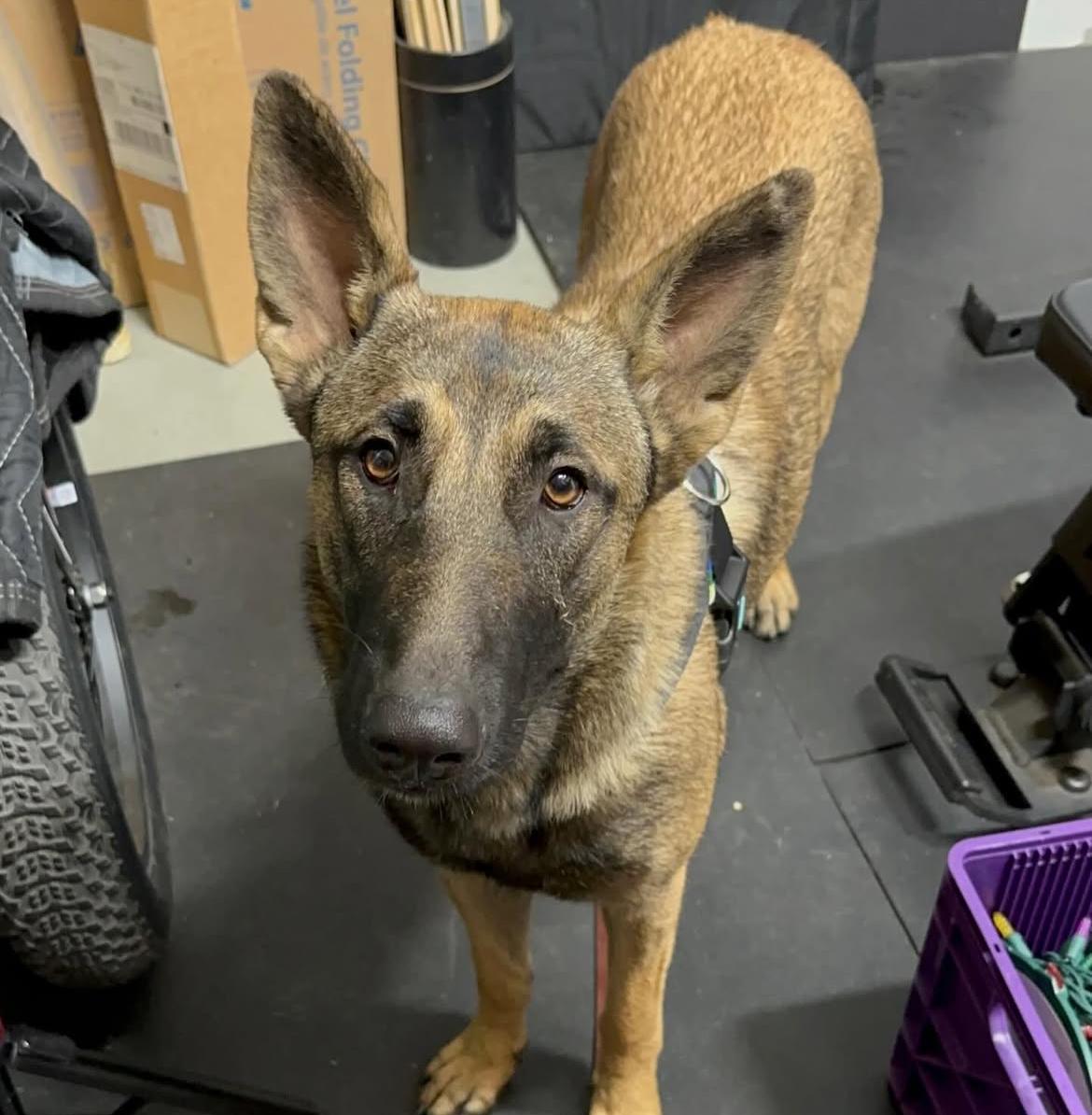 Aja, adopted, Young Female Belgian Shepherd / Malinois & German Shepherd Dog.