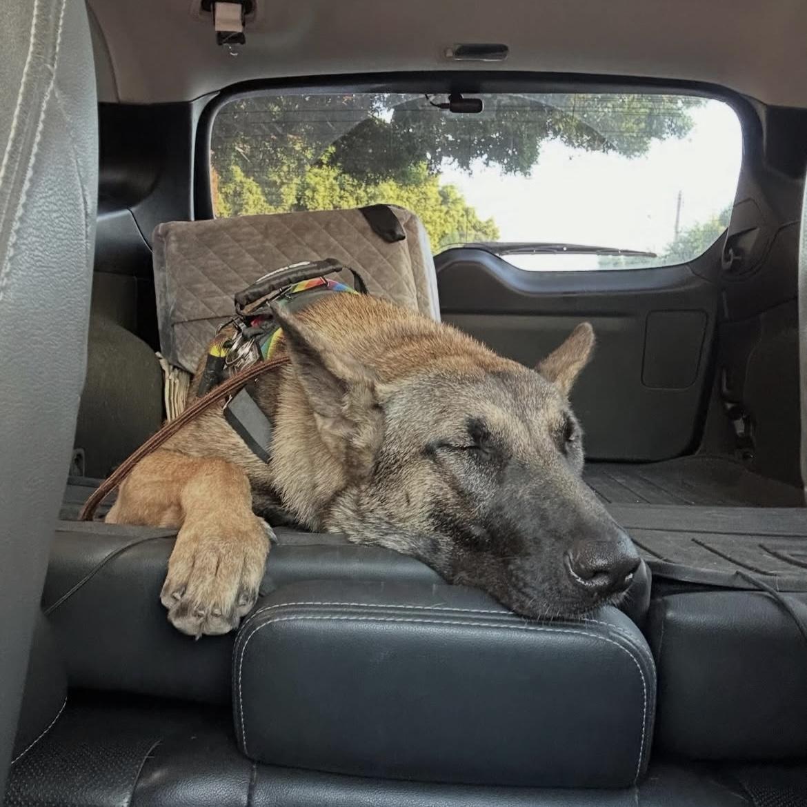 Enlarge Aja, an adopted mixed breed in Huntington Beach, CA image 2/6