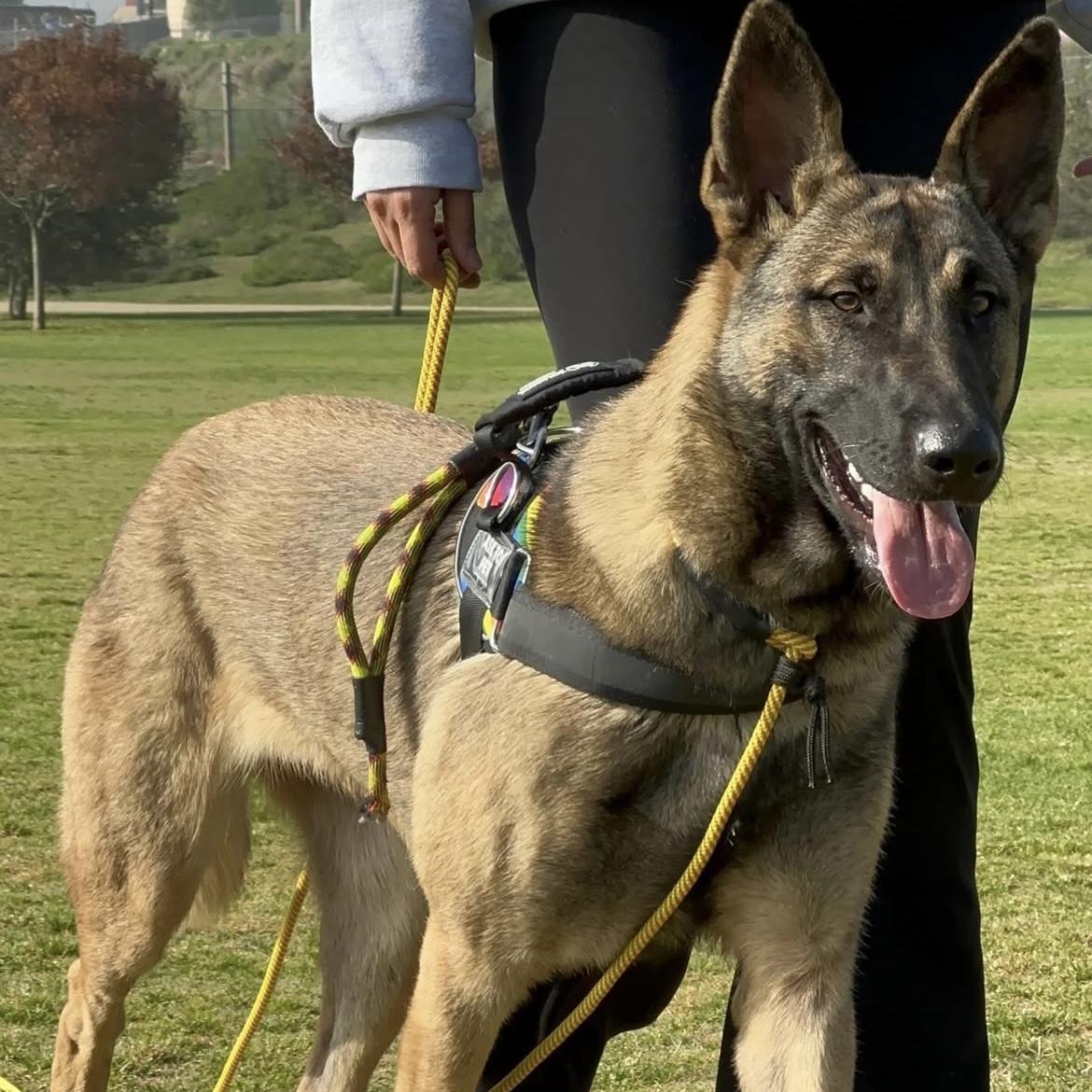 Enlarge Aja, an adopted mixed breed in Huntington Beach, CA image 4/6