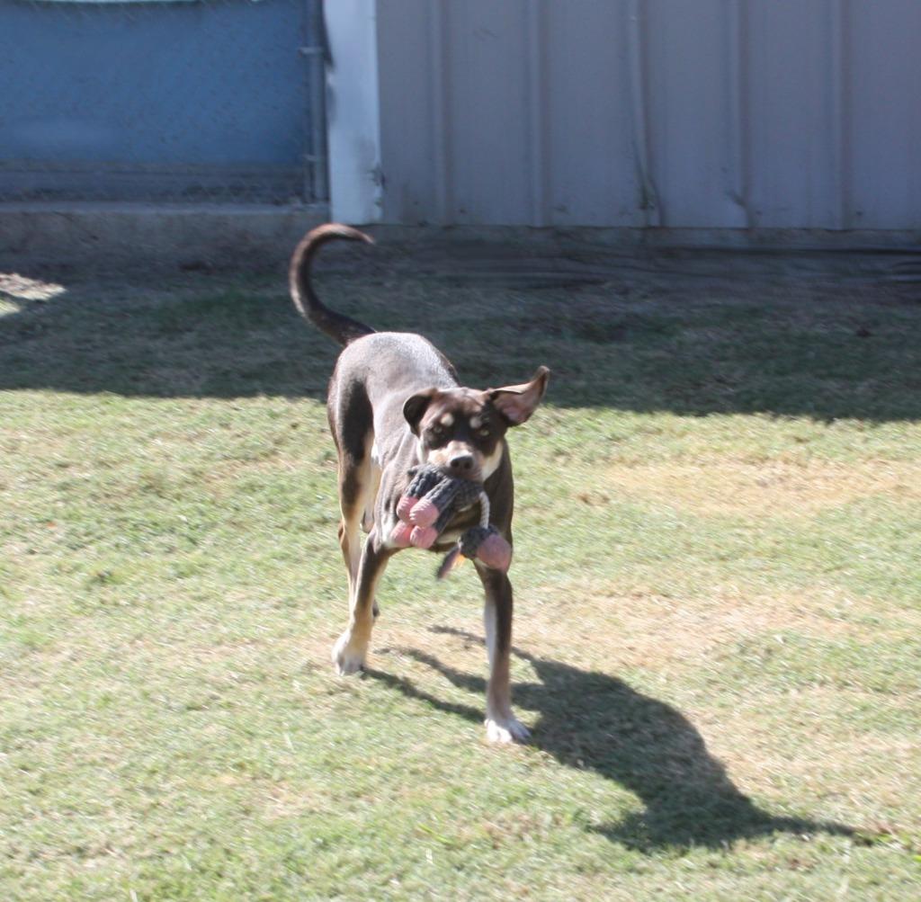 Enlarge Piper, a Adoptable mixed breed in Sunnyvale, TX image 1/2