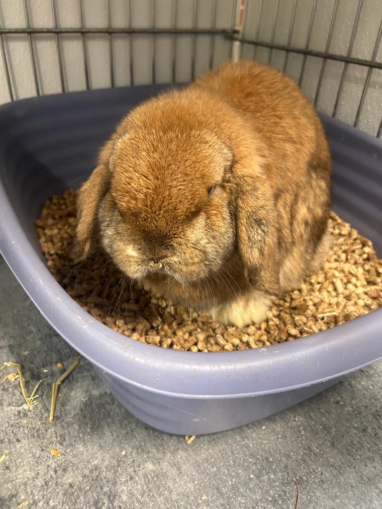 Bun Jovi, Adoptable, Young Male Lop Eared.