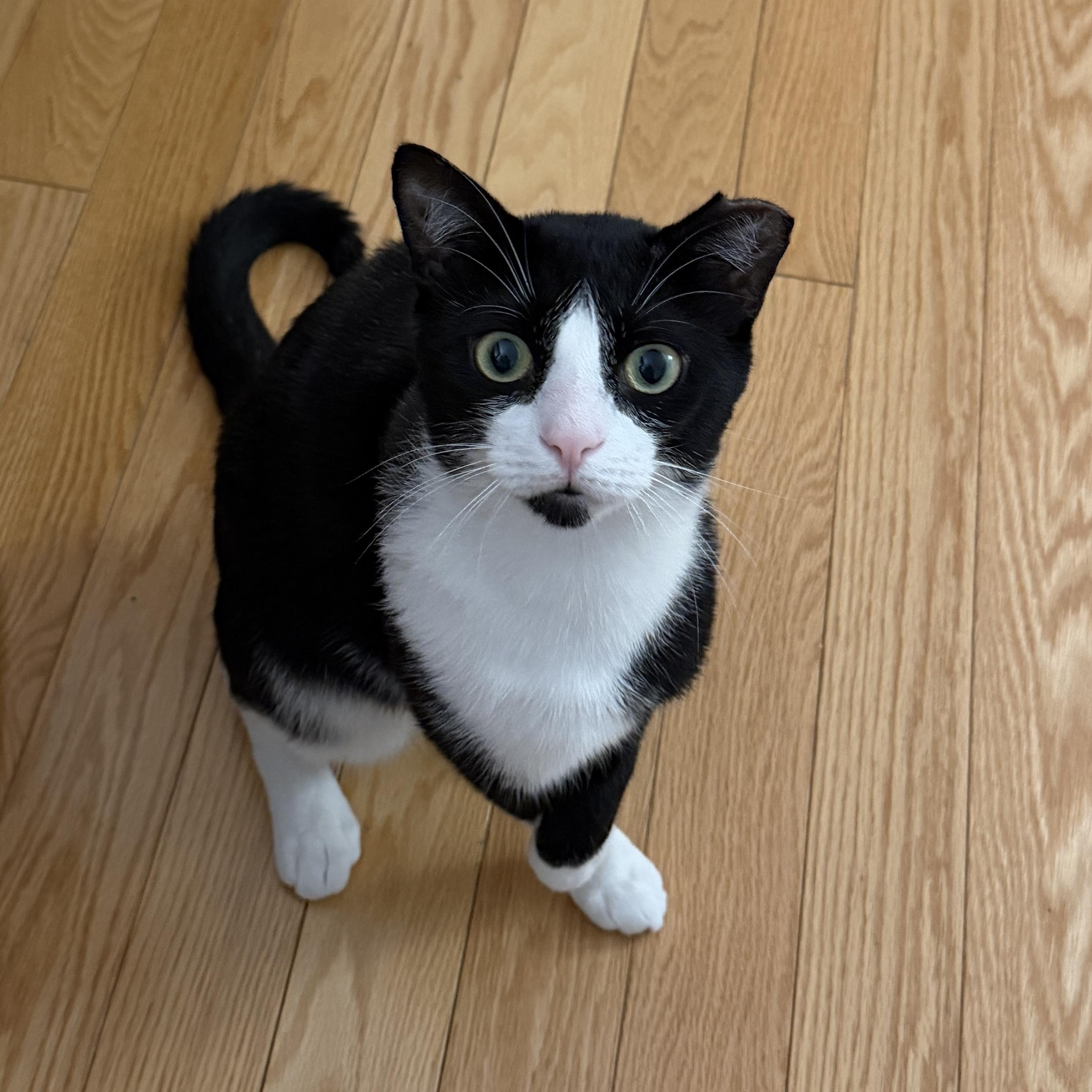 Enlarge Limpito, a Adoptable American Shorthair in Long Island City, NY image 1/6