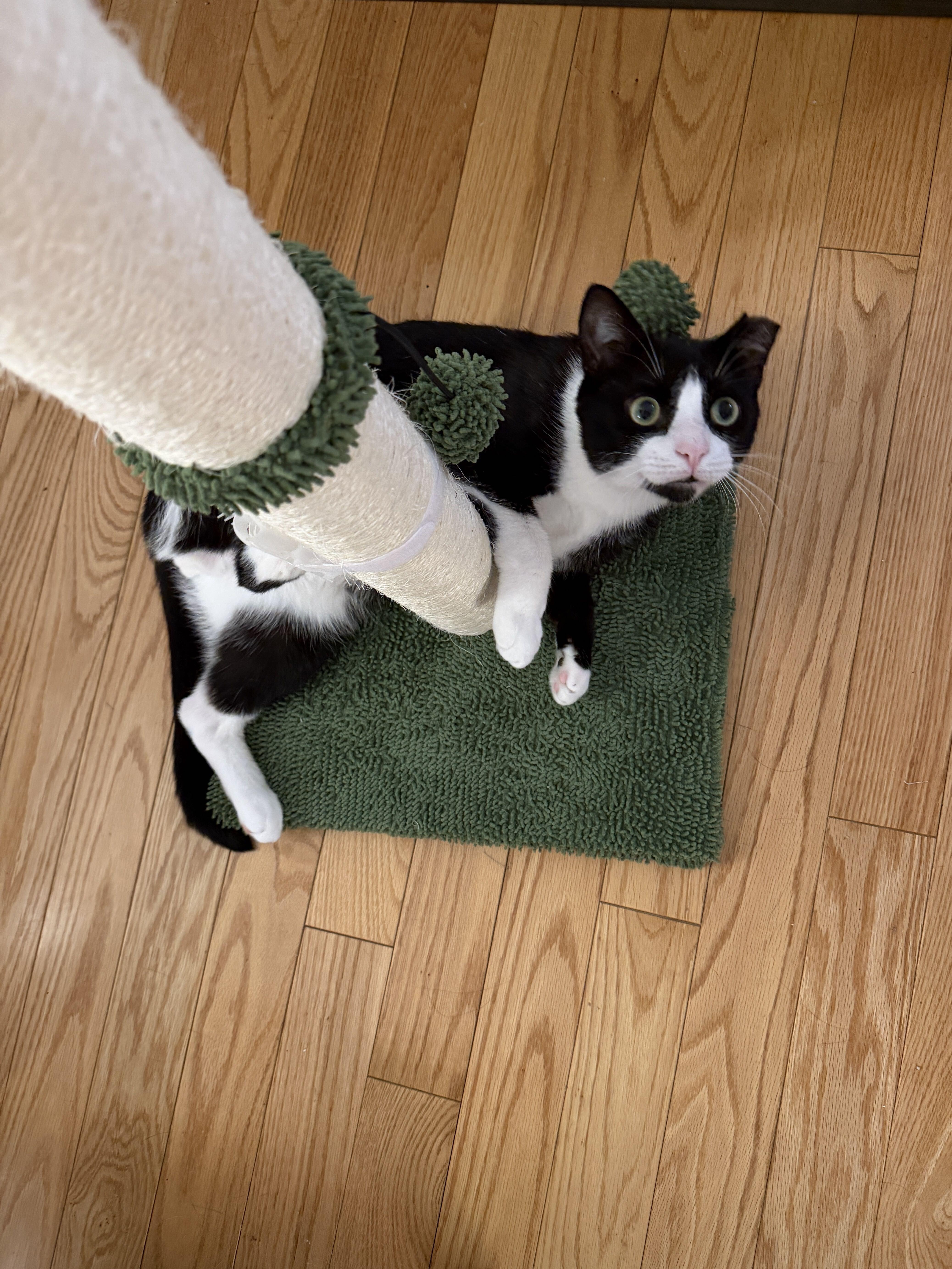 Enlarge Limpito, a Adoptable American Shorthair in Long Island City, NY image 2/6