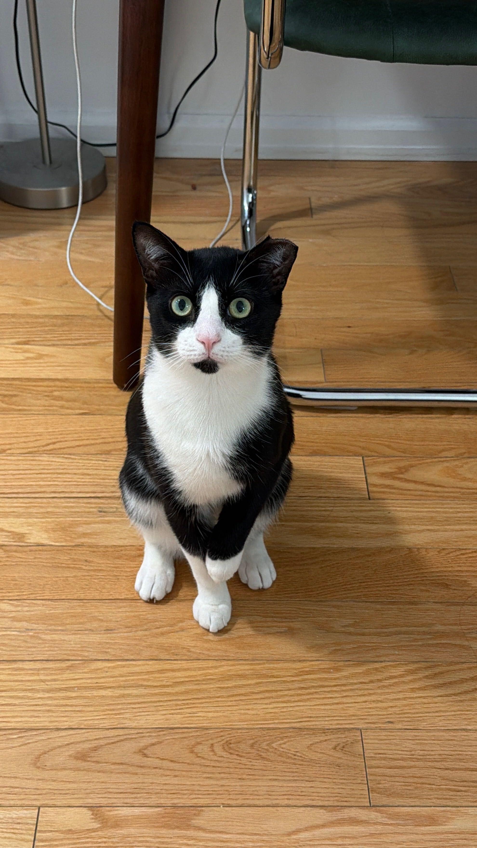 Enlarge Limpito, a Adoptable American Shorthair in Long Island City, NY image 5/6