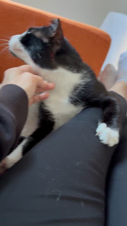 Enlarge Limpito, a Adoptable American Shorthair in Long Island City, NY video 4/6