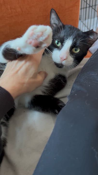 Enlarge Limpito, a Adoptable American Shorthair in Long Island City, NY video 3/6