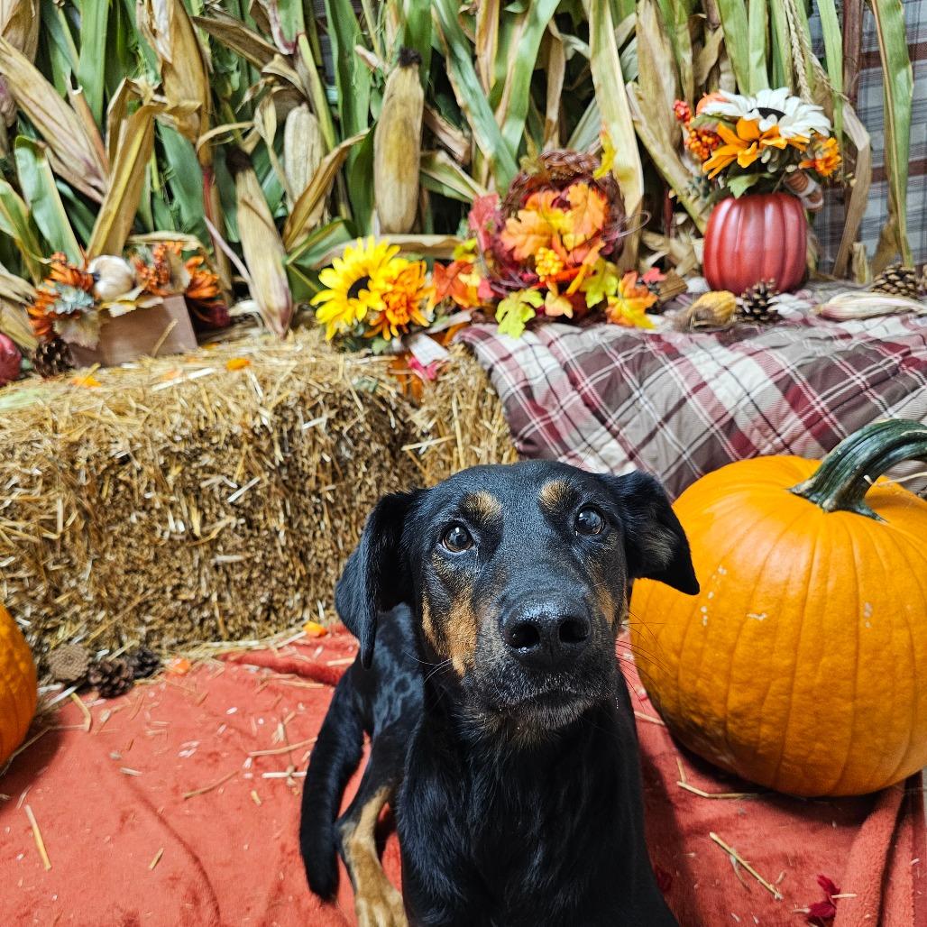 Amelia, Adoptable, Adult Female Mixed Breed.