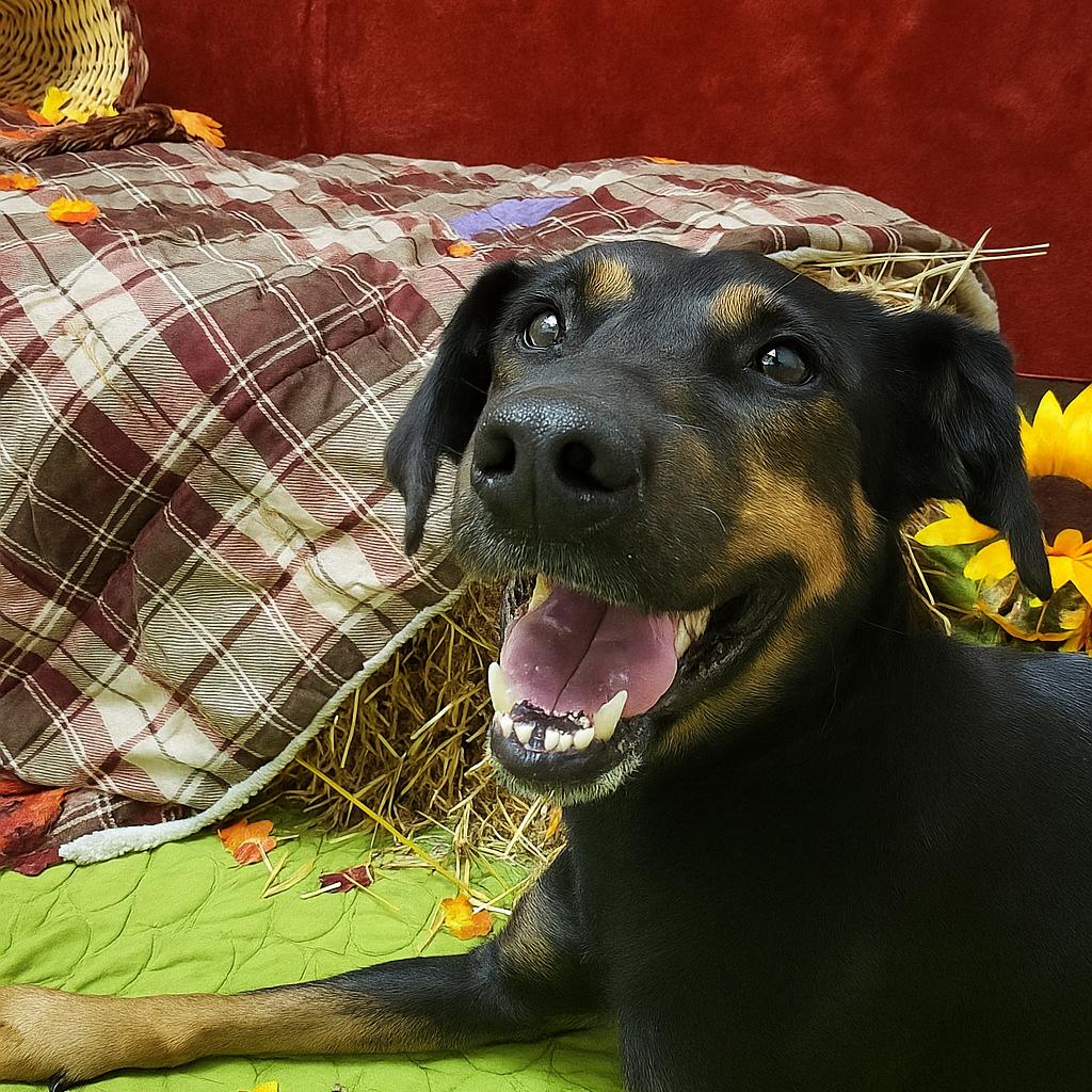 Amelia, a Adoptable Mixed Breed in Concord, NC image 3/4