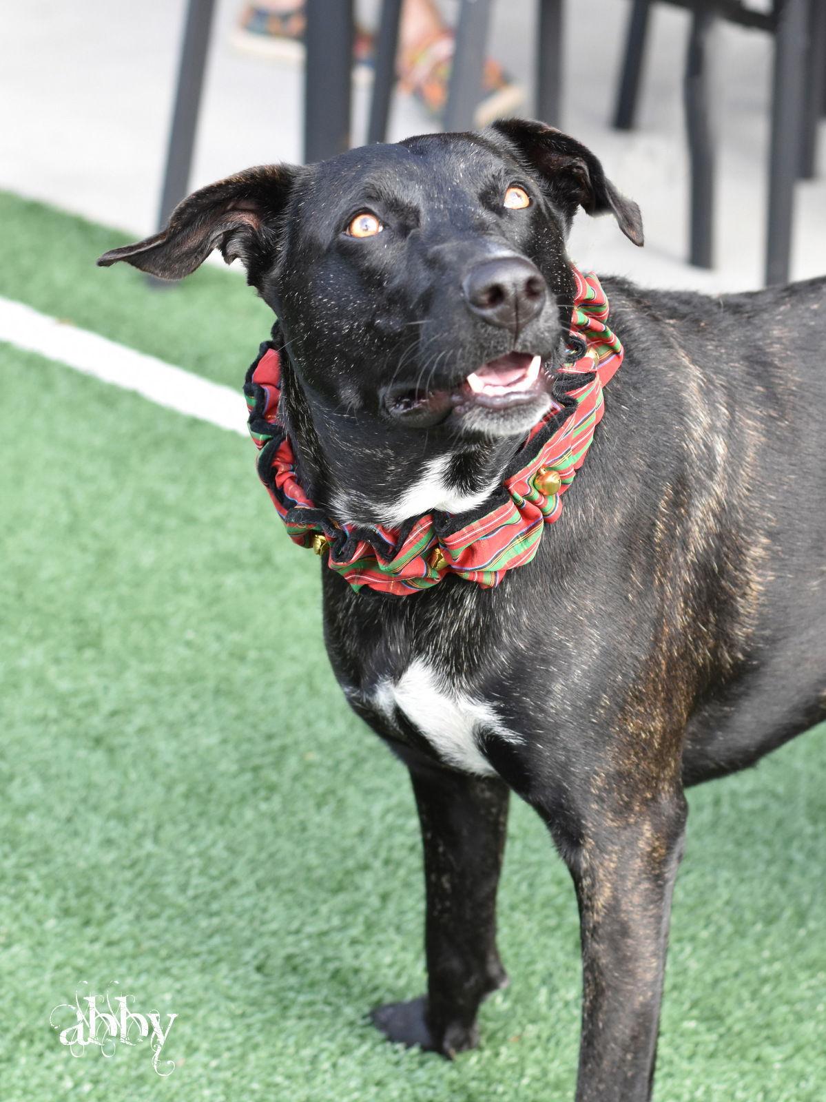 Enlarge Abby, a Adoptable mixed breed in Montgomery, TX image 1/3