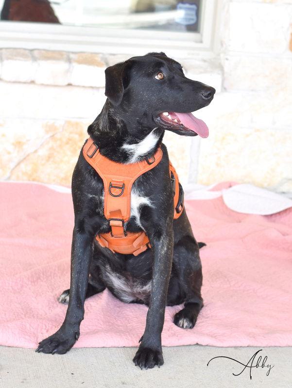 Enlarge Abby, a Adoptable mixed breed in Montgomery, TX image 2/3