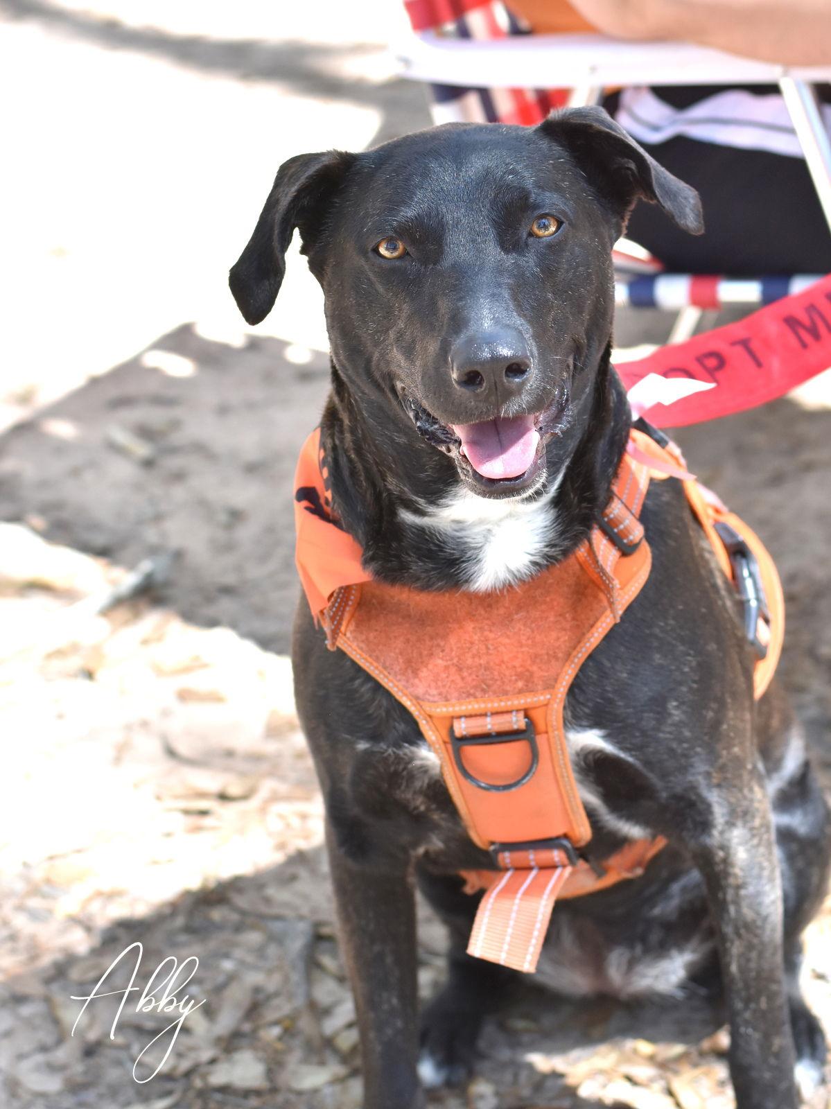 Abby, a Adoptable mixed breed in Montgomery, TX image 2/3