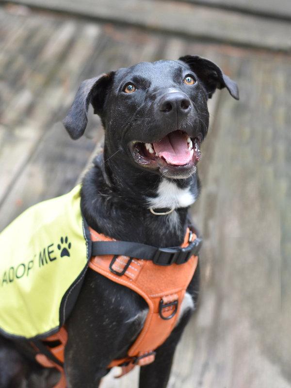 Enlarge Abby, a Adoptable mixed breed in Montgomery, TX image 3/3