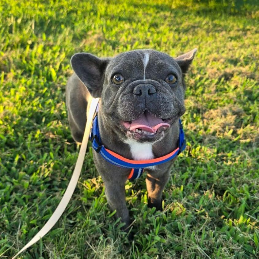 Enlarge Paloma, a Adoptable French Bulldog in Jackson, MO image 1/4