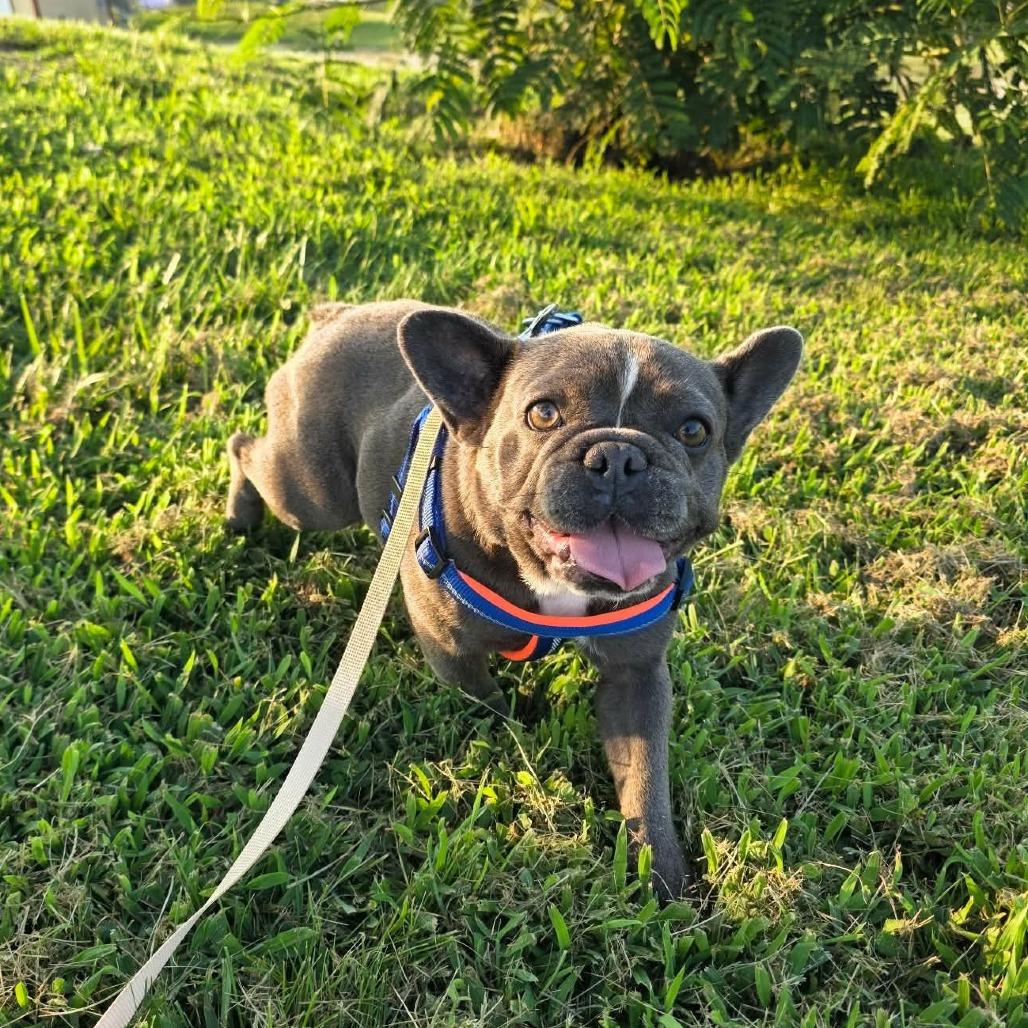 Enlarge Paloma, a Adoptable French Bulldog in Jackson, MO image 2/4