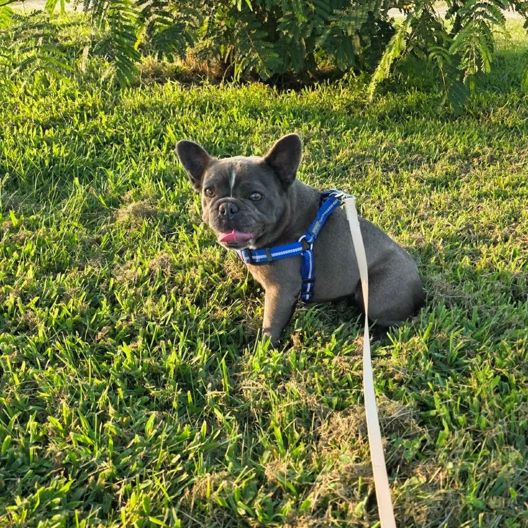 Enlarge Paloma, a Adoptable French Bulldog in Jackson, MO image 3/4