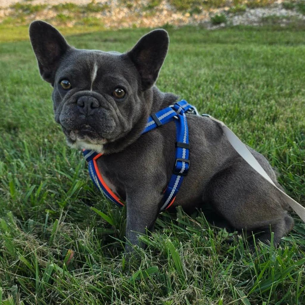 Enlarge Paloma, a Adoptable French Bulldog in Jackson, MO image 4/4