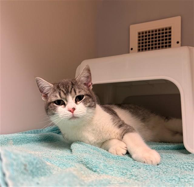 RASPUTIN, Adoptable, Young Male Domestic Short Hair.