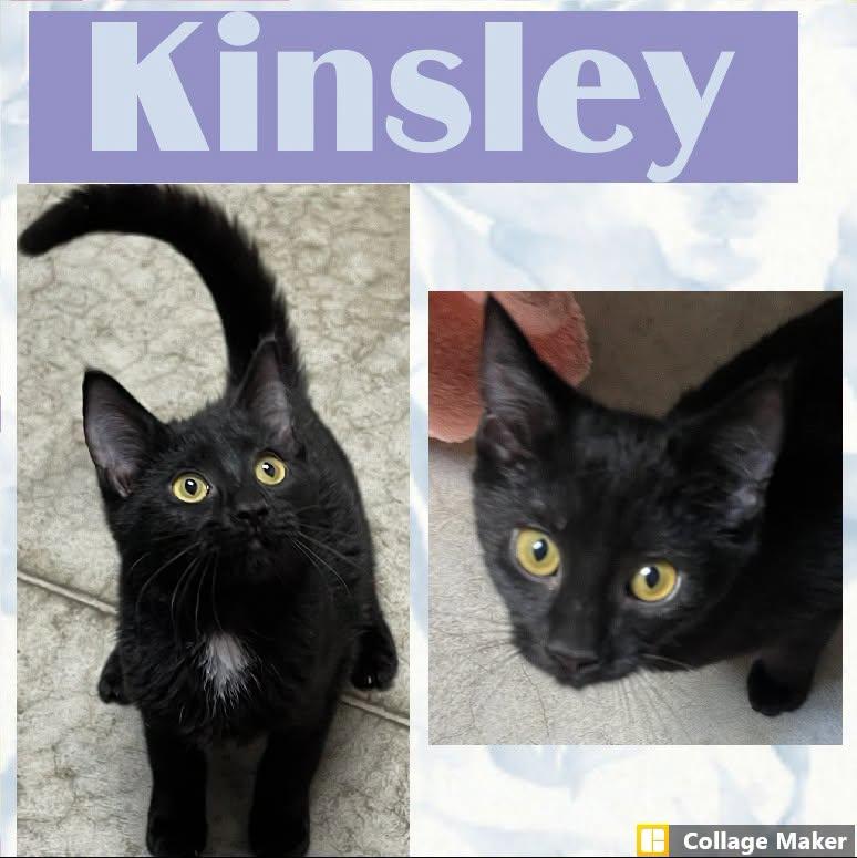 Enlarge Kinsley, a Adopted mixed breed in Clearfield, PA image 1/1