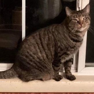 Aphrodite, a Adoptable Tabby in Kenhorst, PA image 1/2