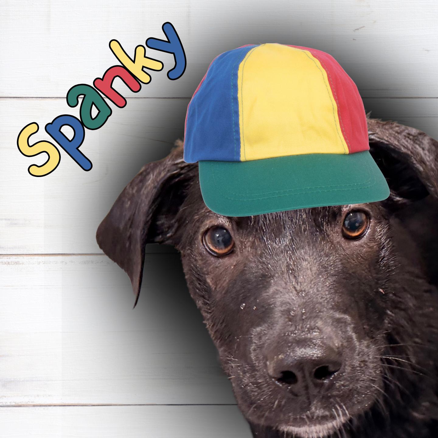Spanky, adoptable, Young Male Black Labrador Retriever & Mixed Breed.