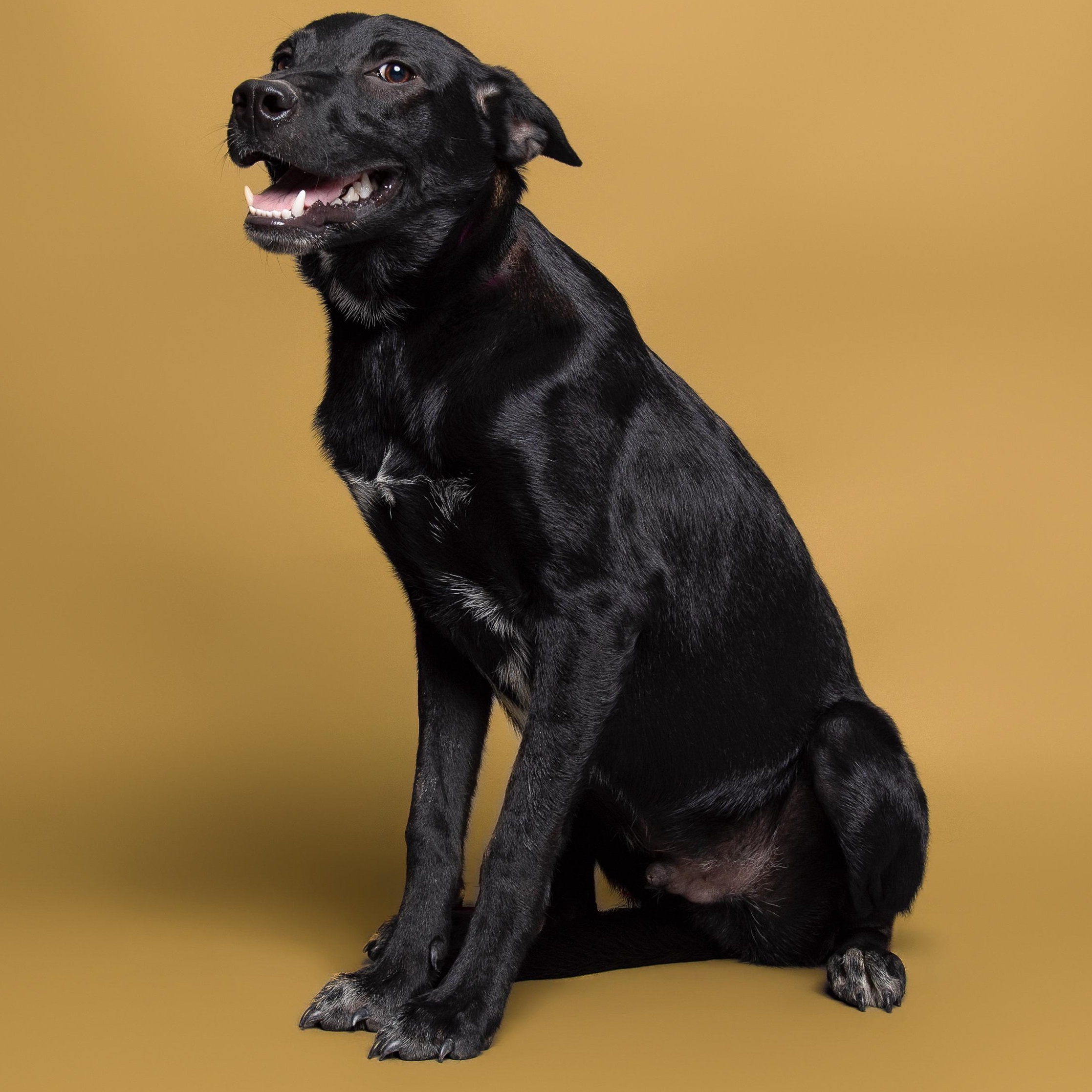 Spanky, an adoptable mixed breed in Aransas Pass, TX image 1/2