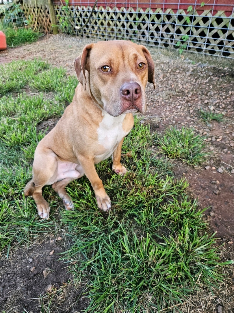 Cujo, a Adopted mixed breed in Marshallville, GA image 1/6