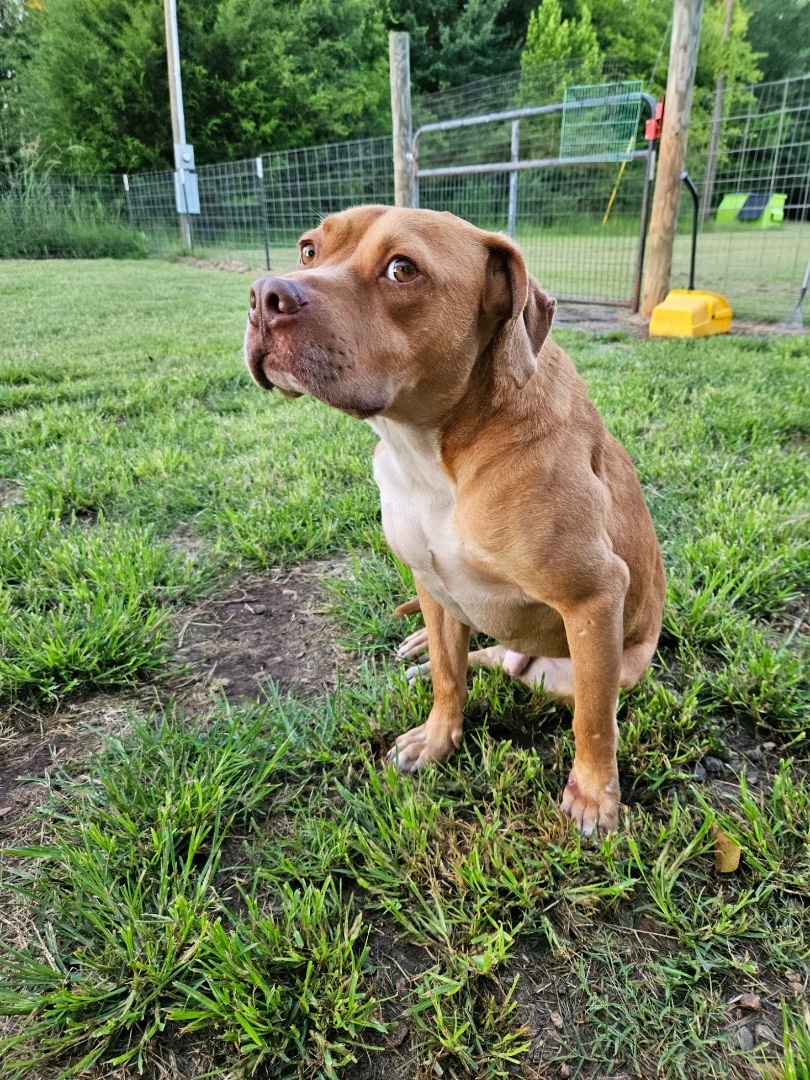 Cujo, a Adopted mixed breed in Marshallville, GA image 2/6