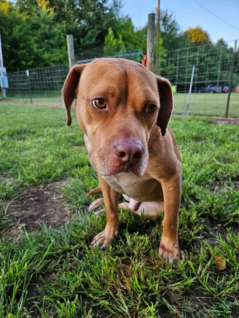 Cujo, a Adopted mixed breed in Marshallville, GA image 4/6