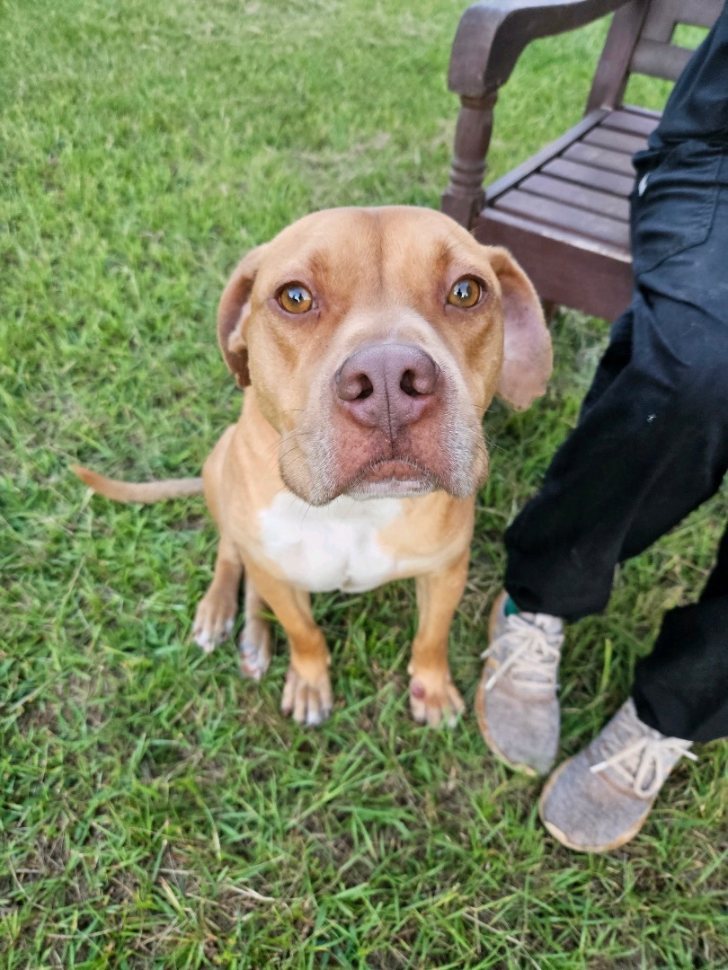 Cujo, a Adopted mixed breed in Marshallville, GA image 5/6