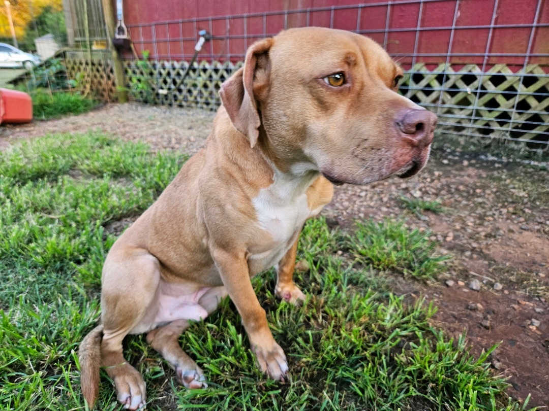 Cujo, a Adopted mixed breed in Marshallville, GA image 6/6