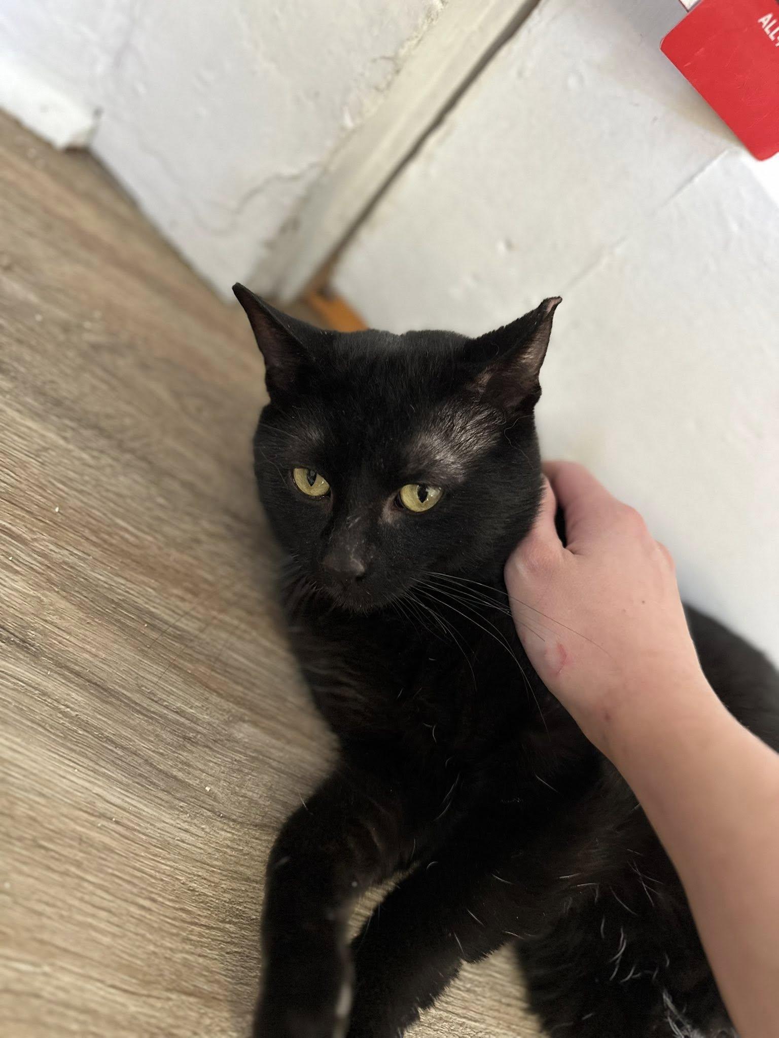 Enlarge Pudding Pie, an adopted Domestic Short Hair in Crawfordsville, IN image 2/2
