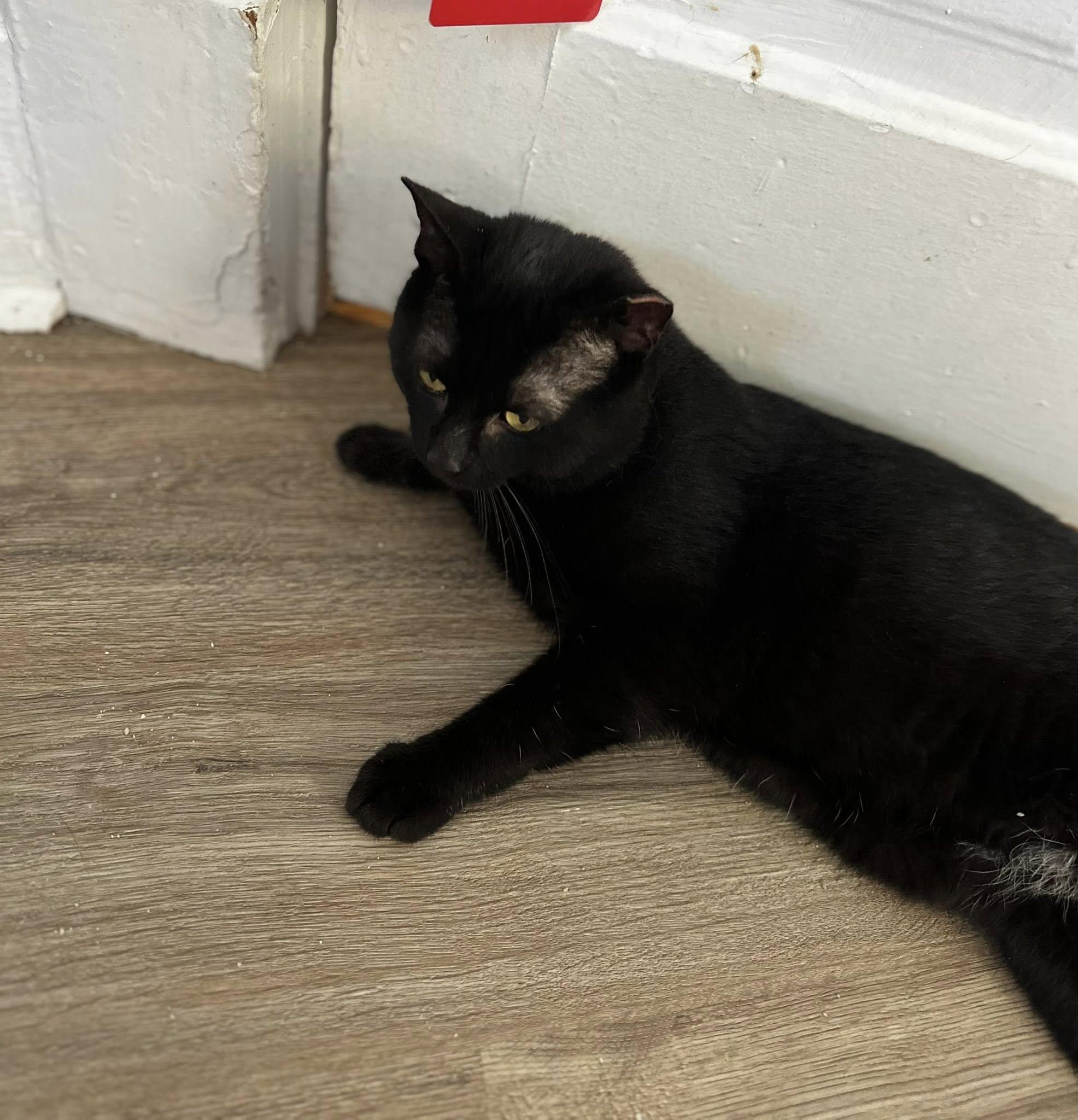 Pudding Pie, adopted, Young Male Domestic Short Hair.