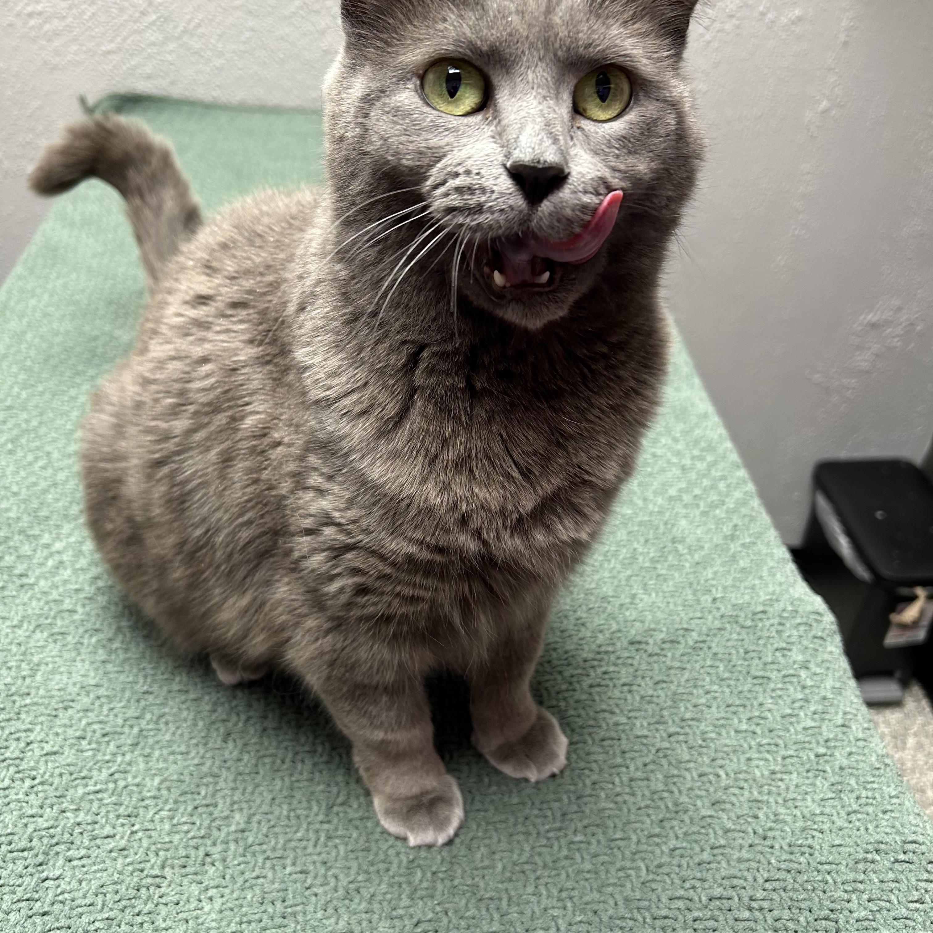 Enlarge Gracie , a ADOPTABLE Domestic Short Hair in Walker, MI image 4/5
