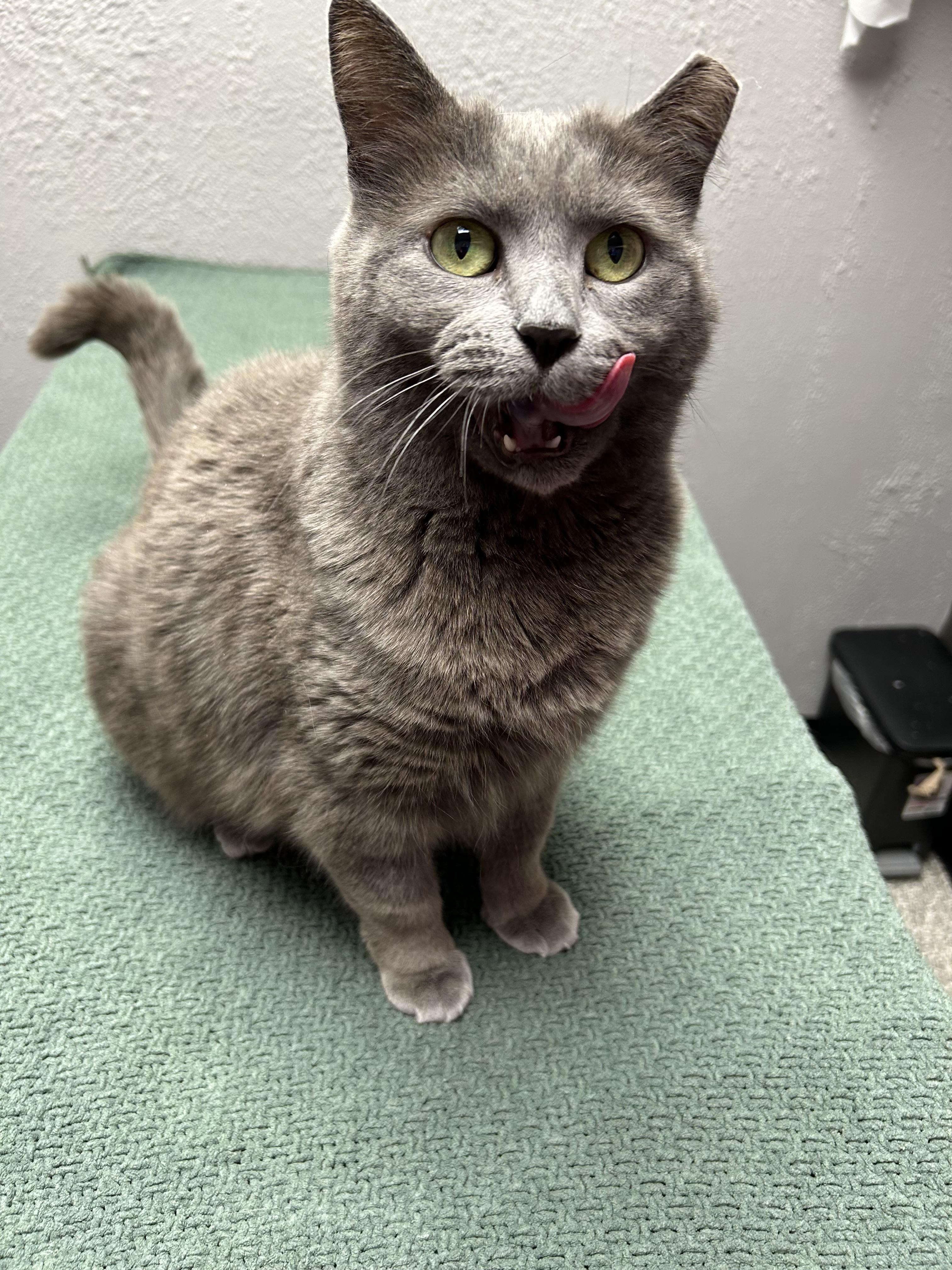 Enlarge Gracie , a ADOPTABLE Domestic Short Hair in Walker, MI image 3/5