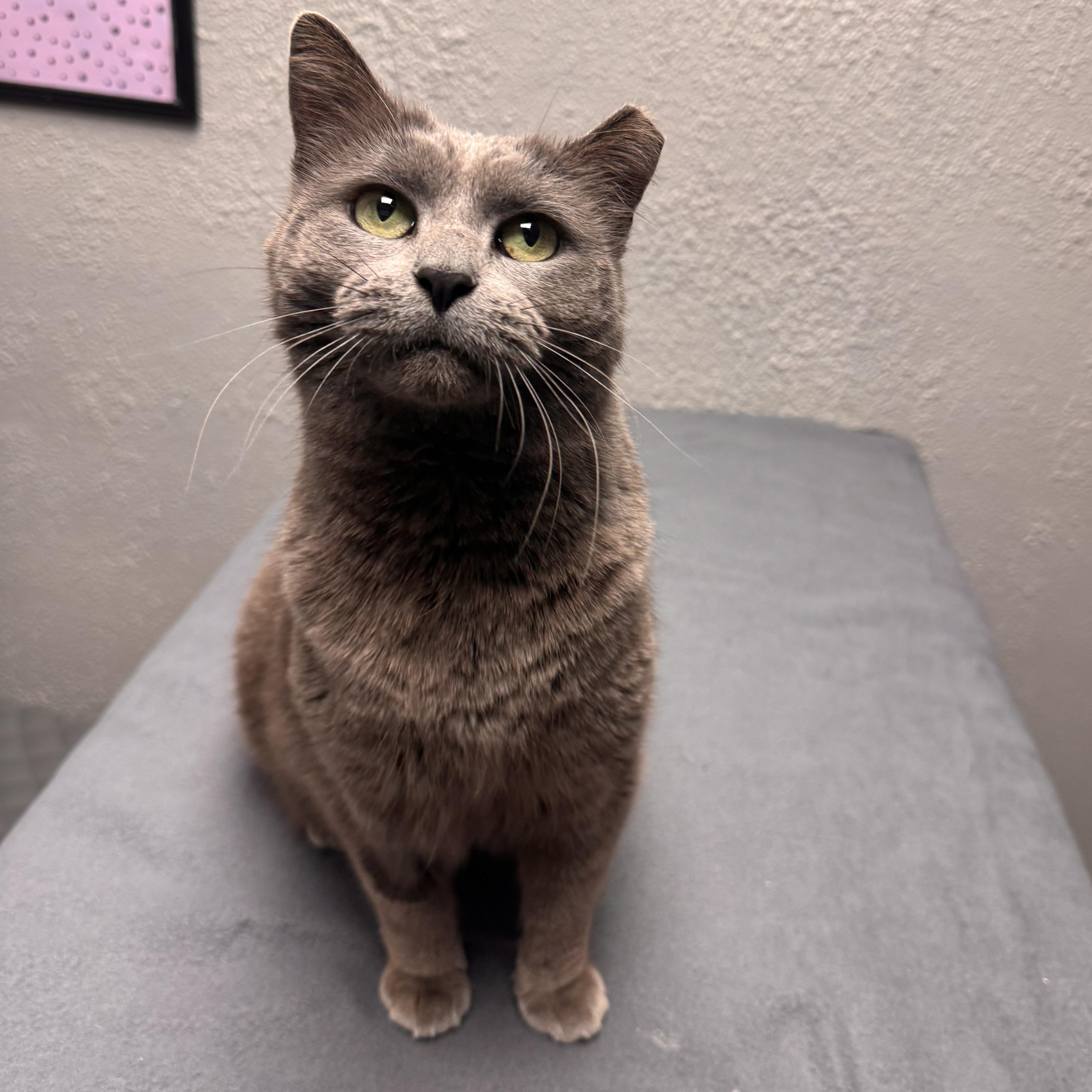 Enlarge Gracie , a ADOPTABLE Domestic Short Hair in Walker, MI image 2/5