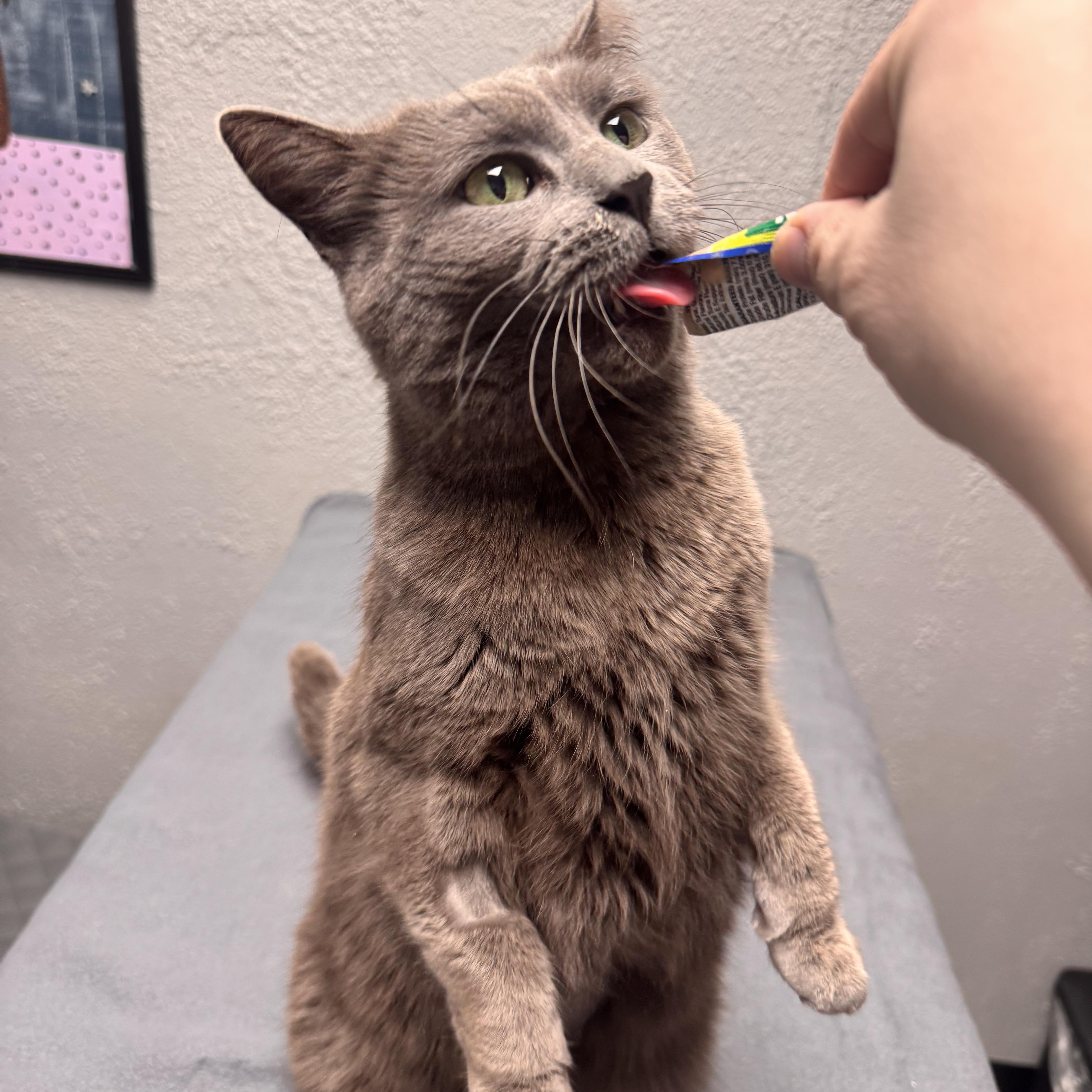 Enlarge Gracie , a ADOPTABLE Domestic Short Hair in Walker, MI image 4/5