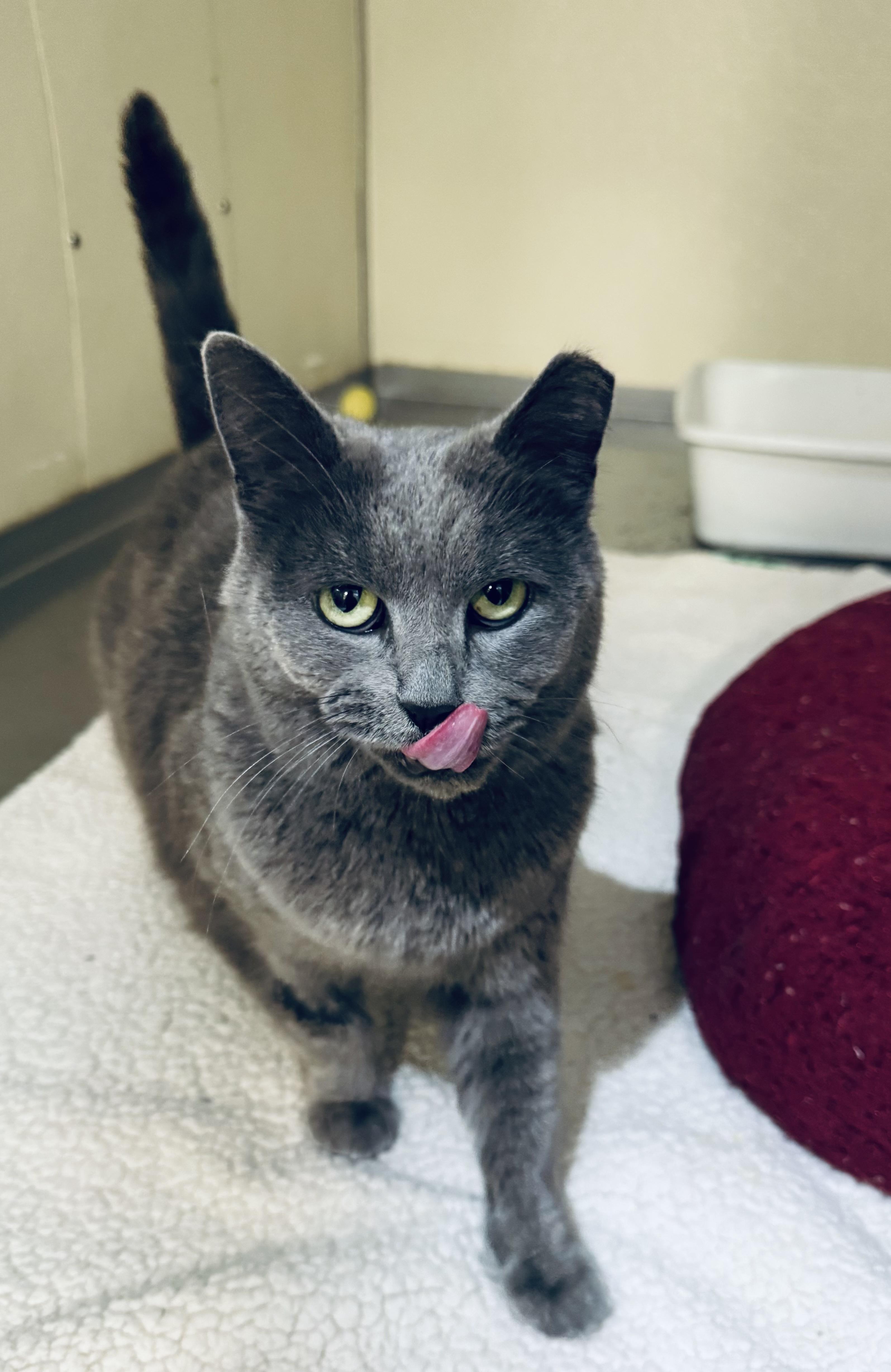 Enlarge Gracie , a ADOPTABLE Domestic Short Hair in Walker, MI image 5/5