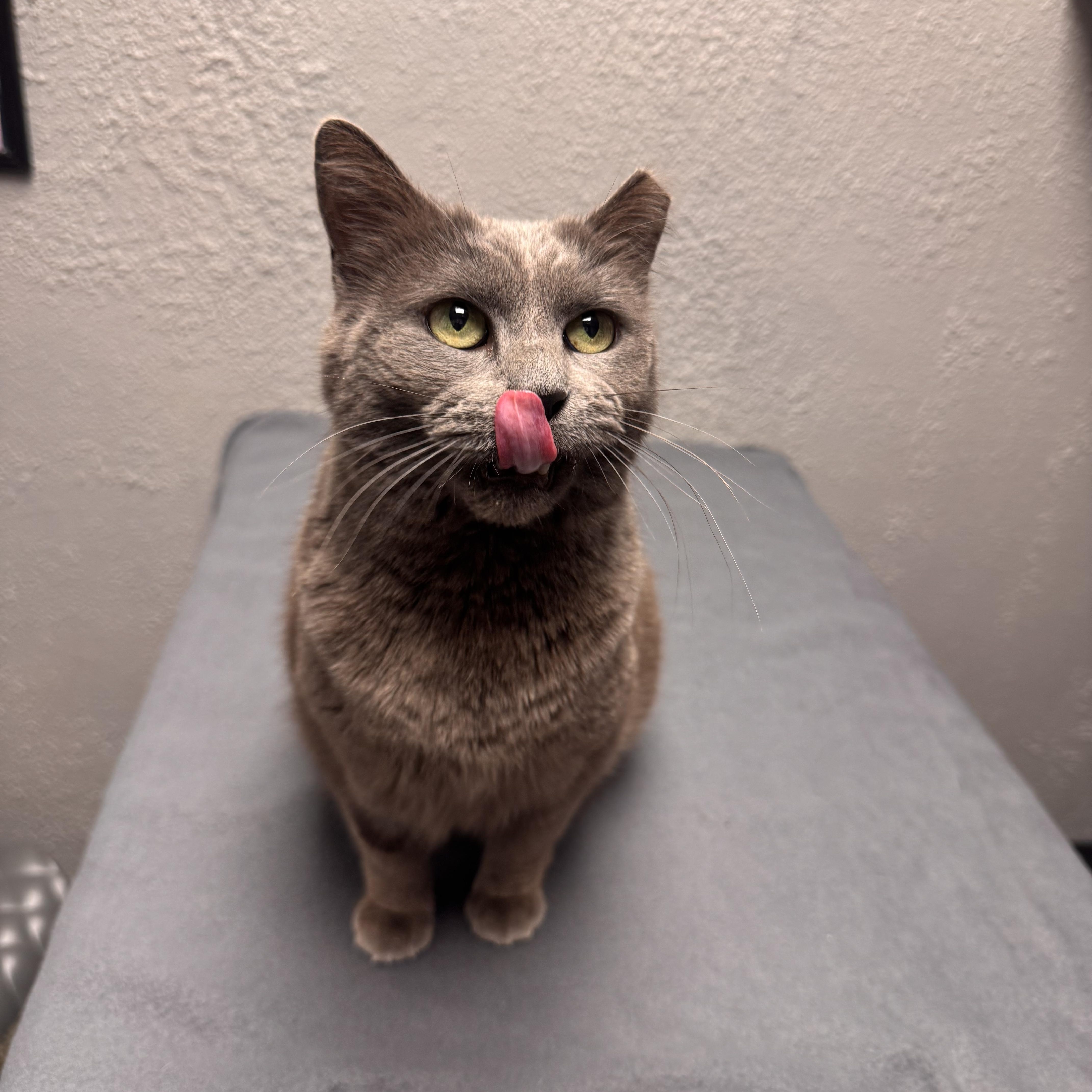 Enlarge Gracie , a ADOPTABLE Domestic Short Hair in Walker, MI image 5/5