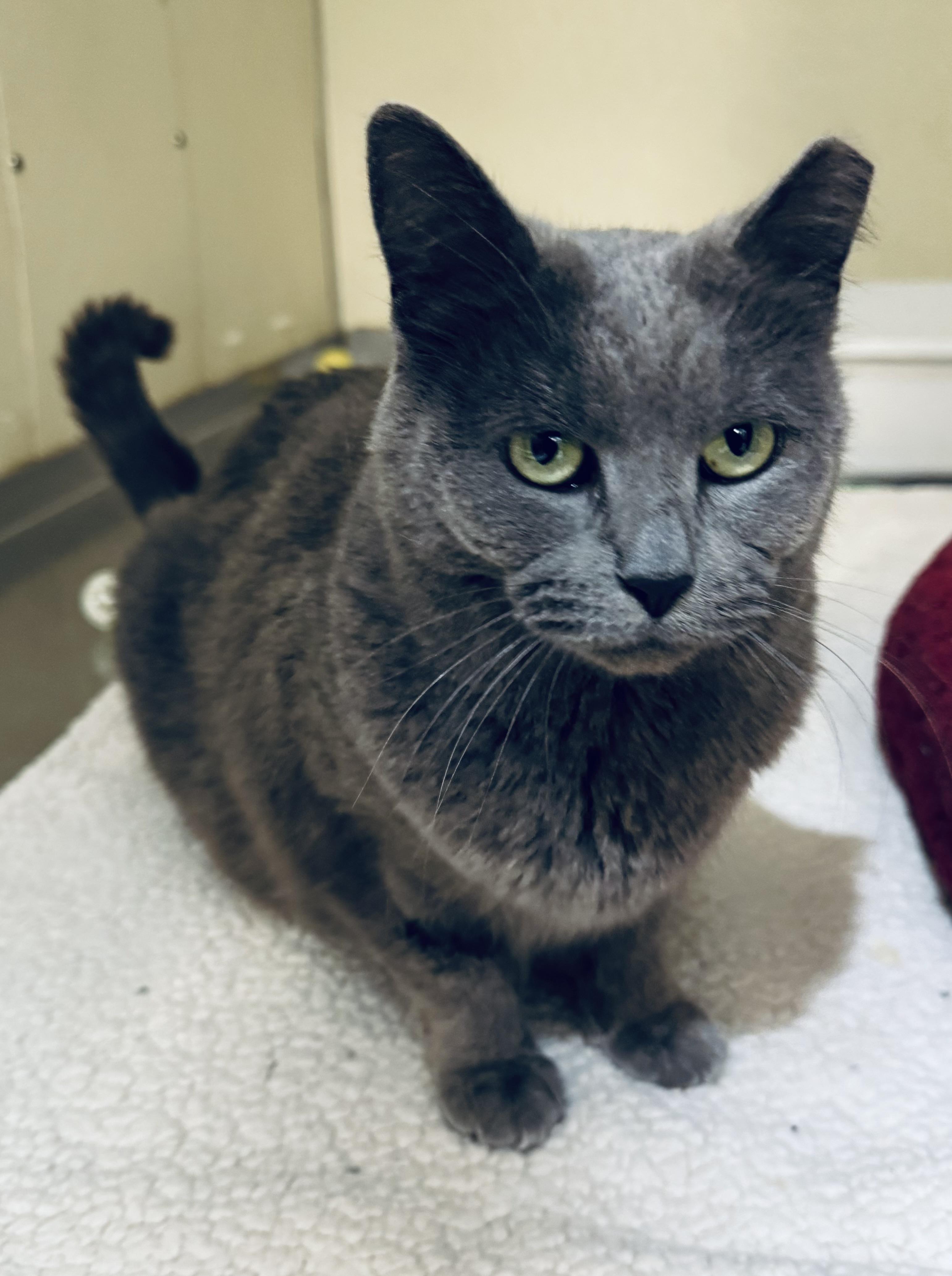 Enlarge Gracie , a ADOPTABLE Domestic Short Hair in Walker, MI image 2/5