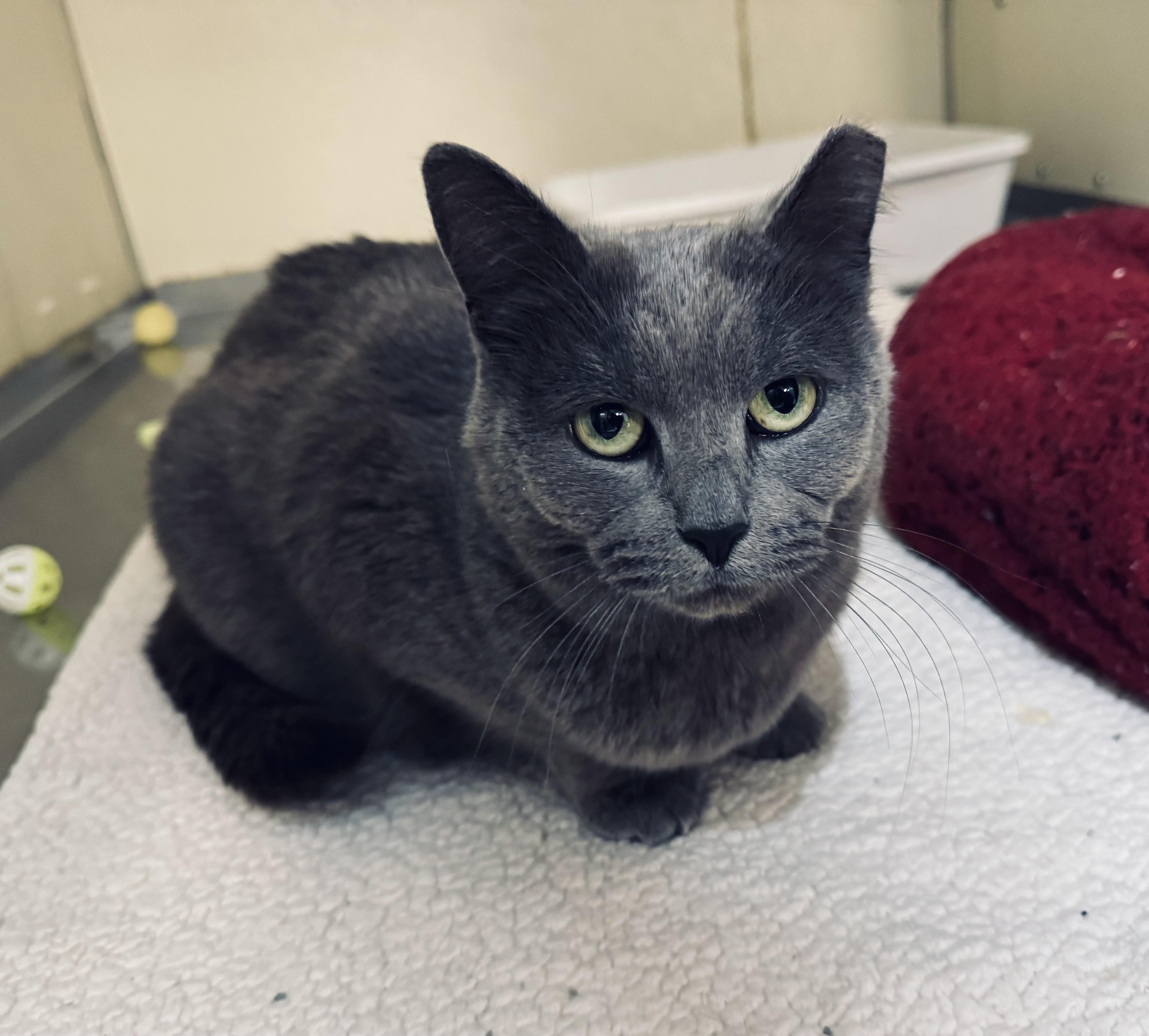 Gracie , ADOPTABLE, Adult Female Domestic Short Hair.