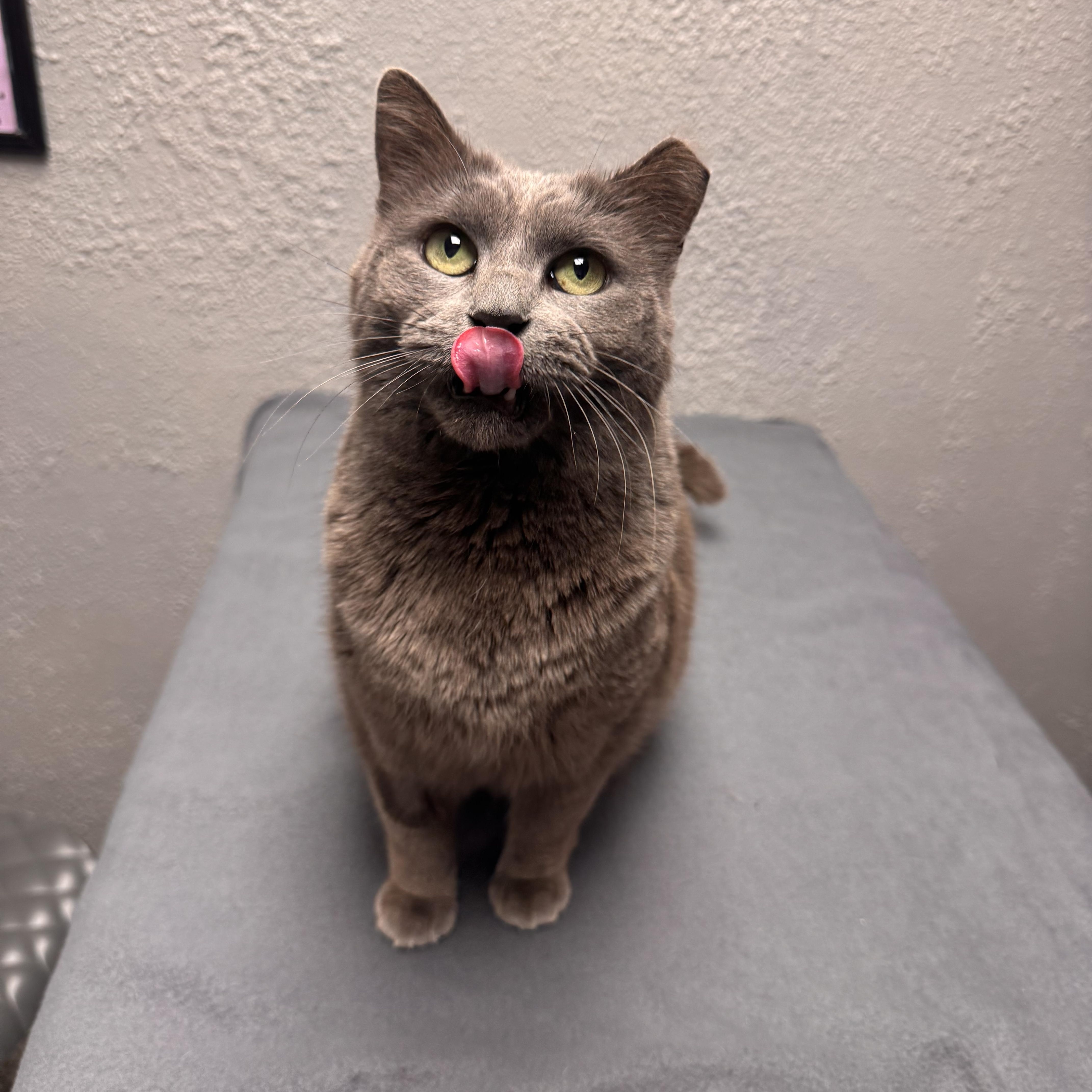 Enlarge Gracie , a ADOPTABLE Domestic Short Hair in Walker, MI image 3/5