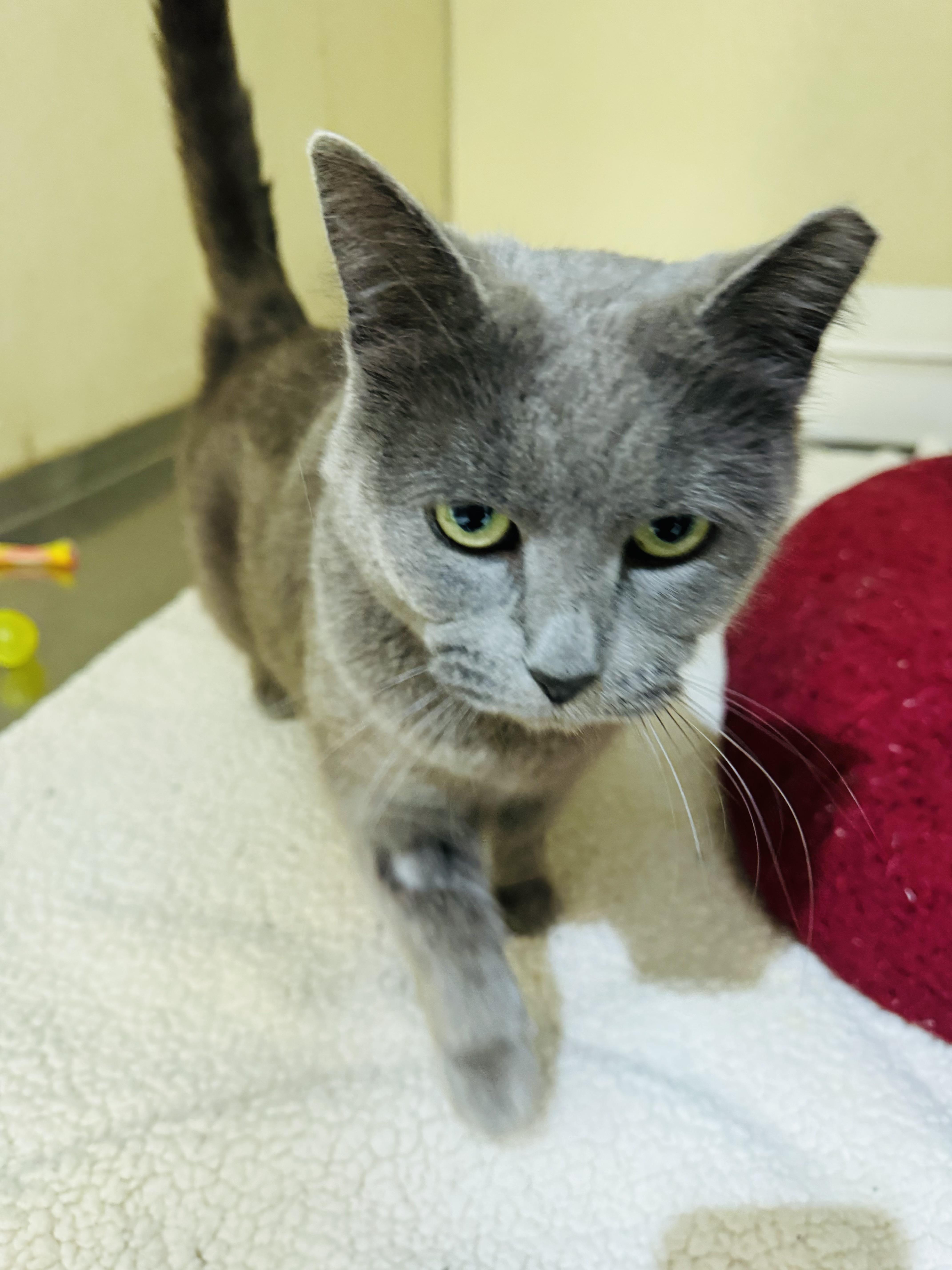 Enlarge Gracie , a ADOPTABLE Domestic Short Hair in Walker, MI image 3/5